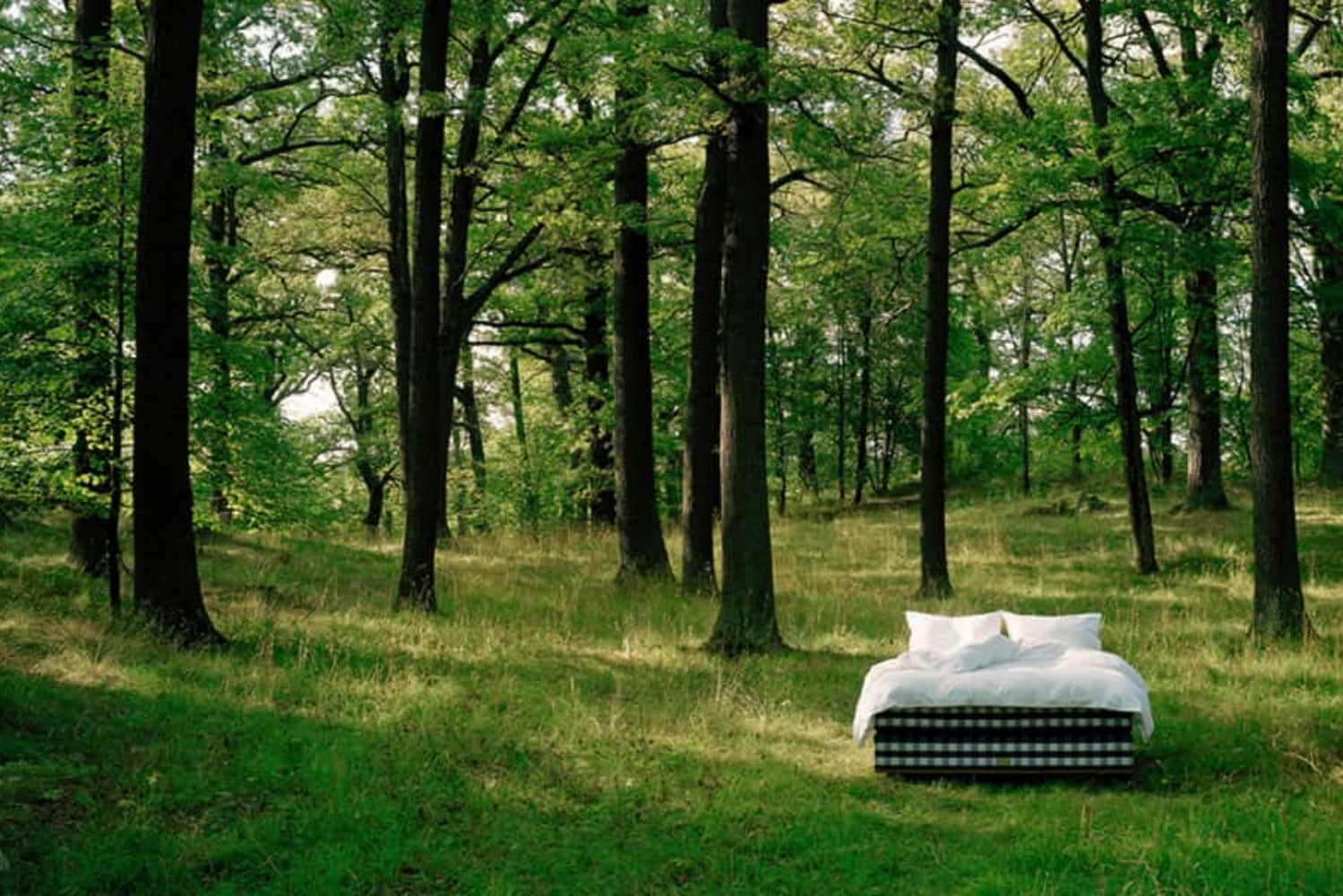 Schlafen wie im Wald. Warum Pflanzen die Schlafqualität steigern können