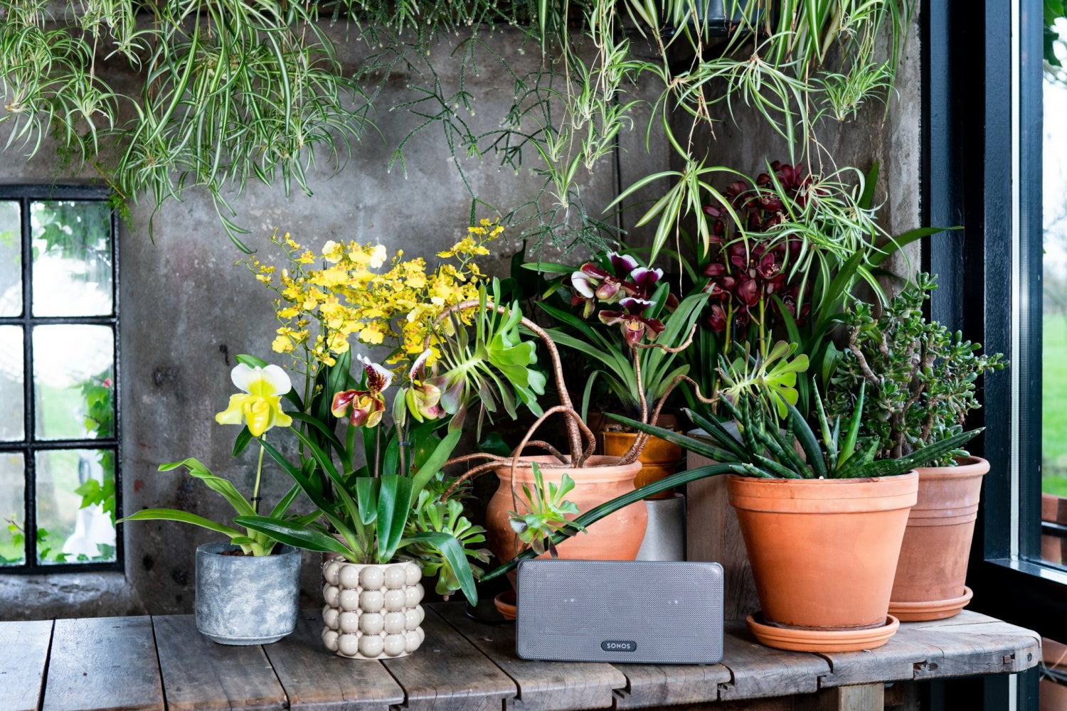 Warum Pflanzen glücklich machen. Die Psychologie dahinter