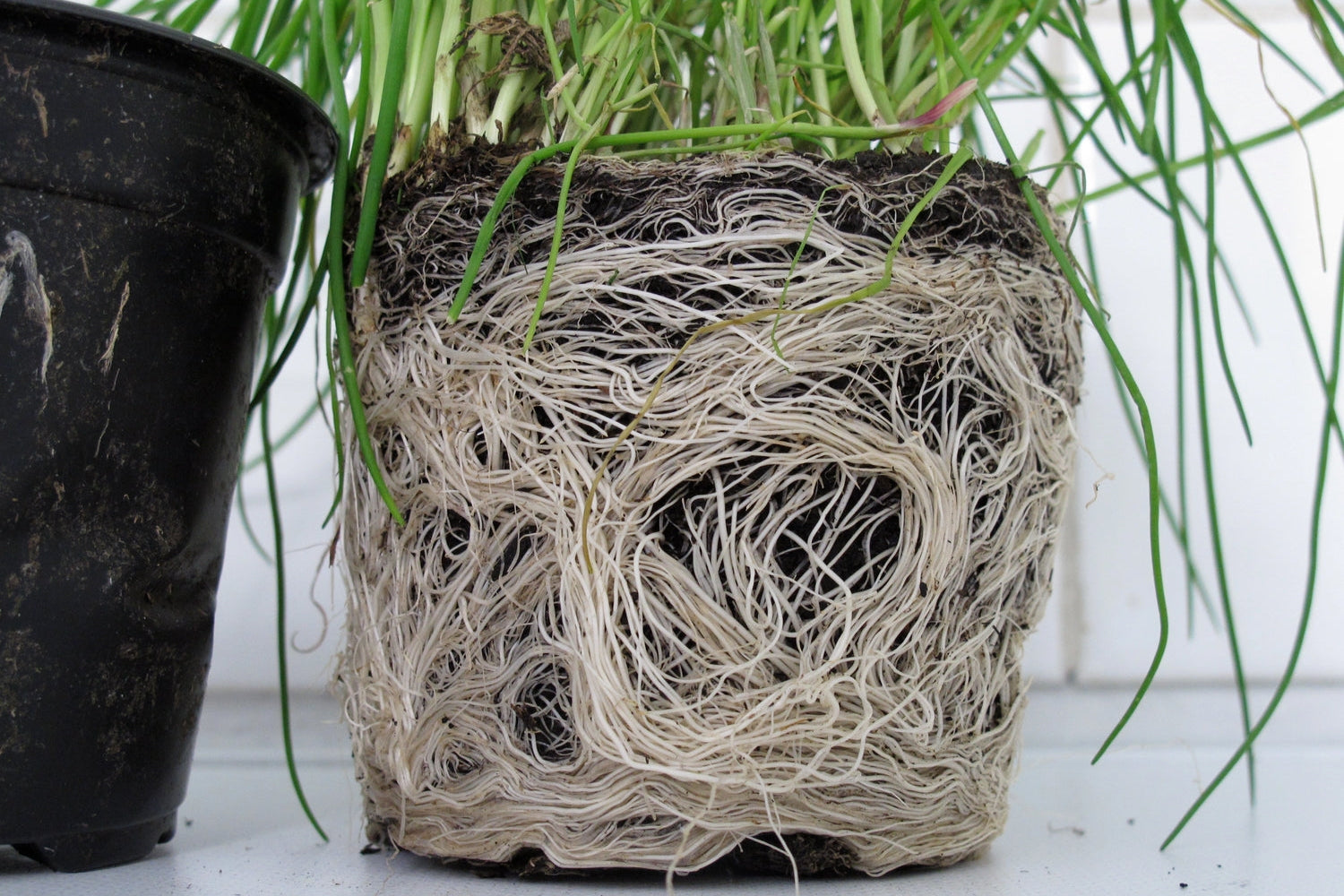 Warum kommen Ringwurzeln in der Natur (und im AIRY) nicht vor?