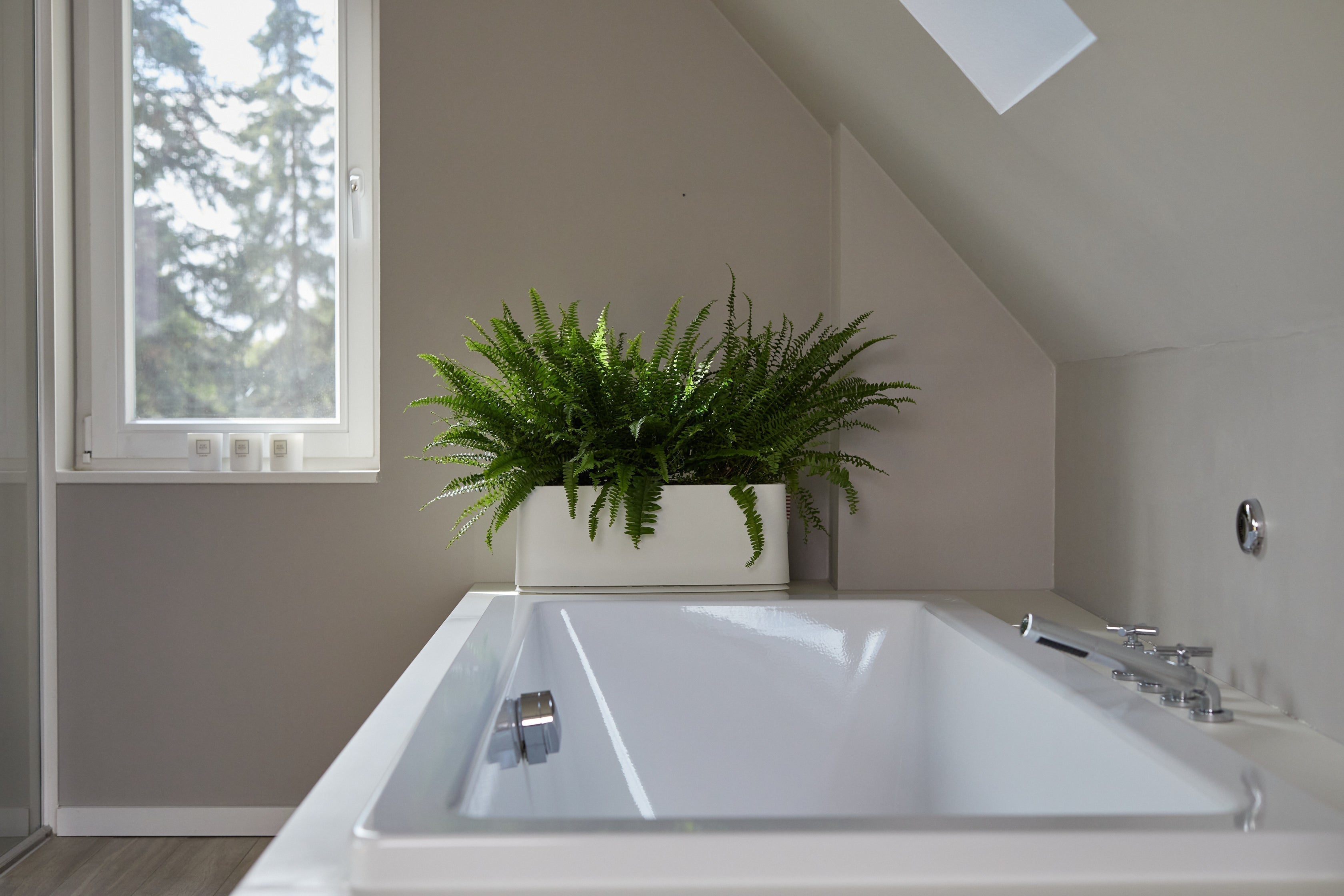 Schwertfarn (Nephrolepis)