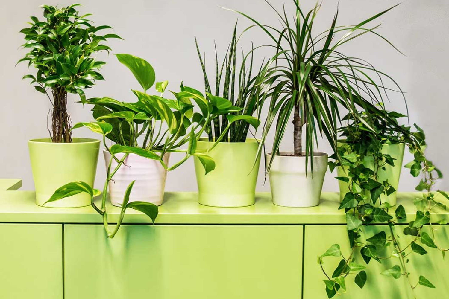 Welche Pflanze für welchen Raum?
