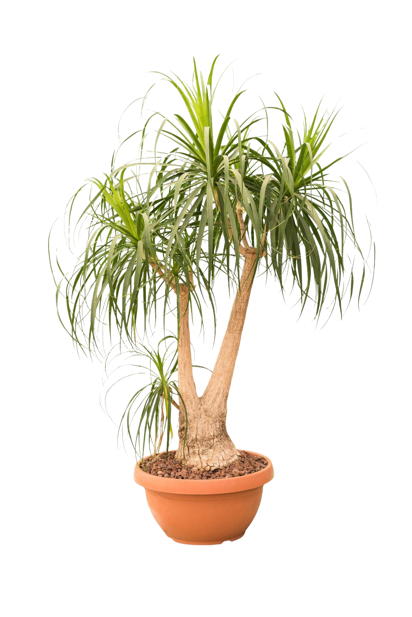 Elefantenfuß im Topf.