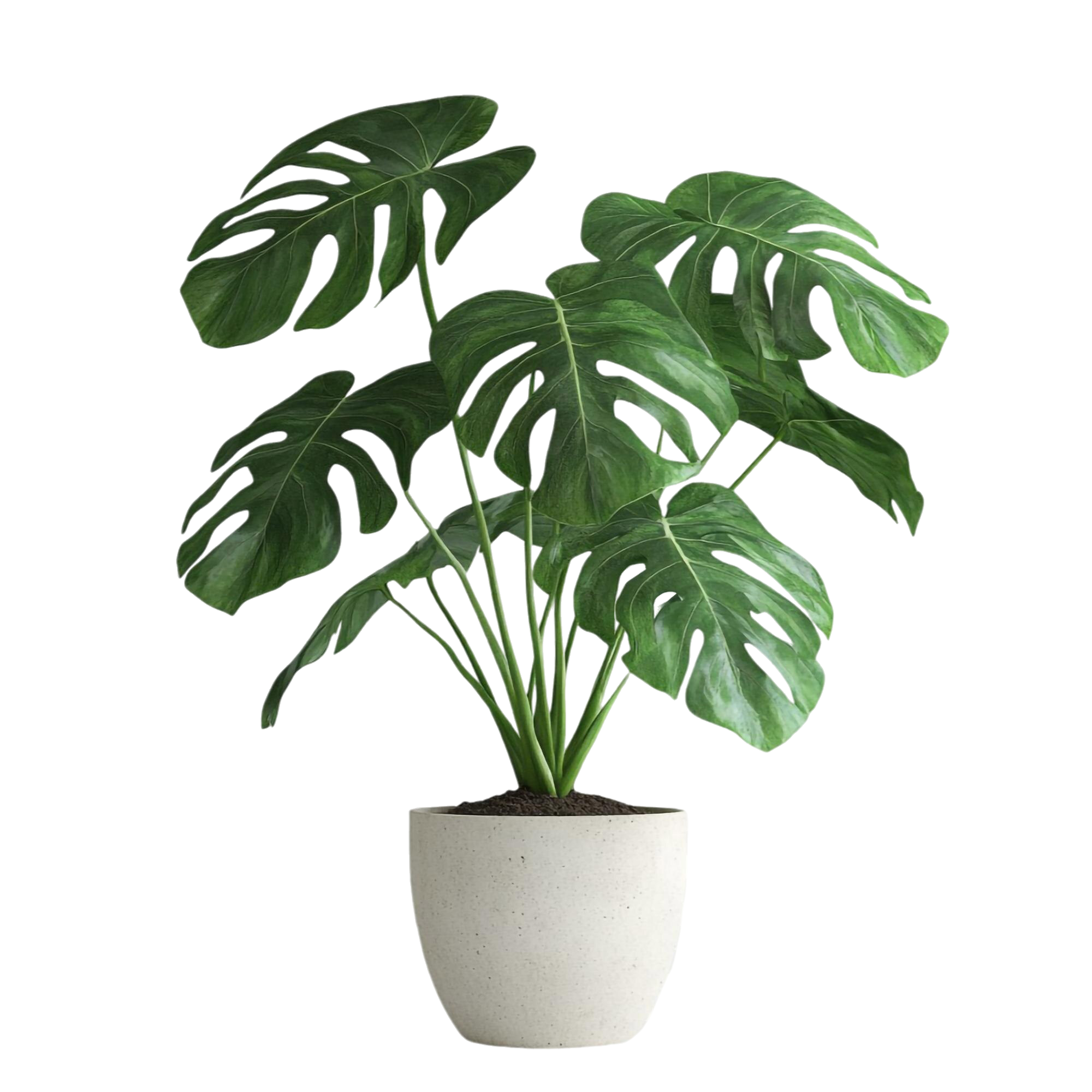 Grüne Monstera mit großen Blättern in weißem Blumentopf.