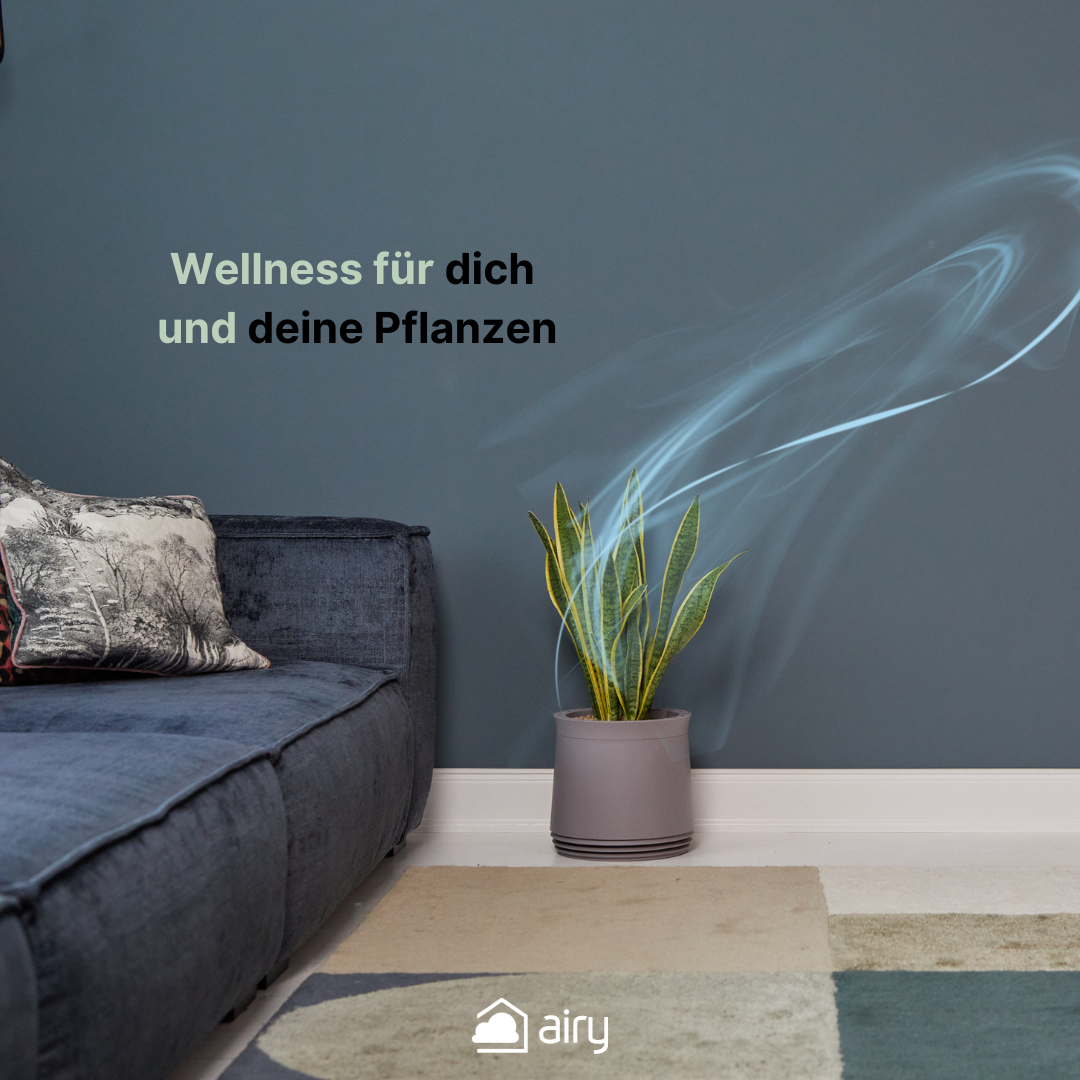 AIRY System M Bogenhanf (Sansevieria Laurentii)