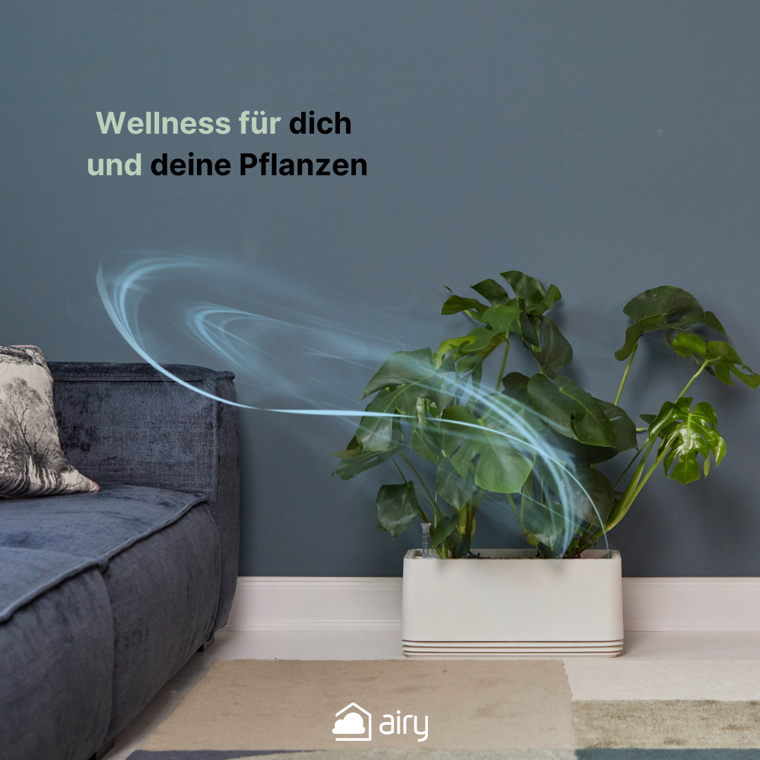 AIRY System L Monstera