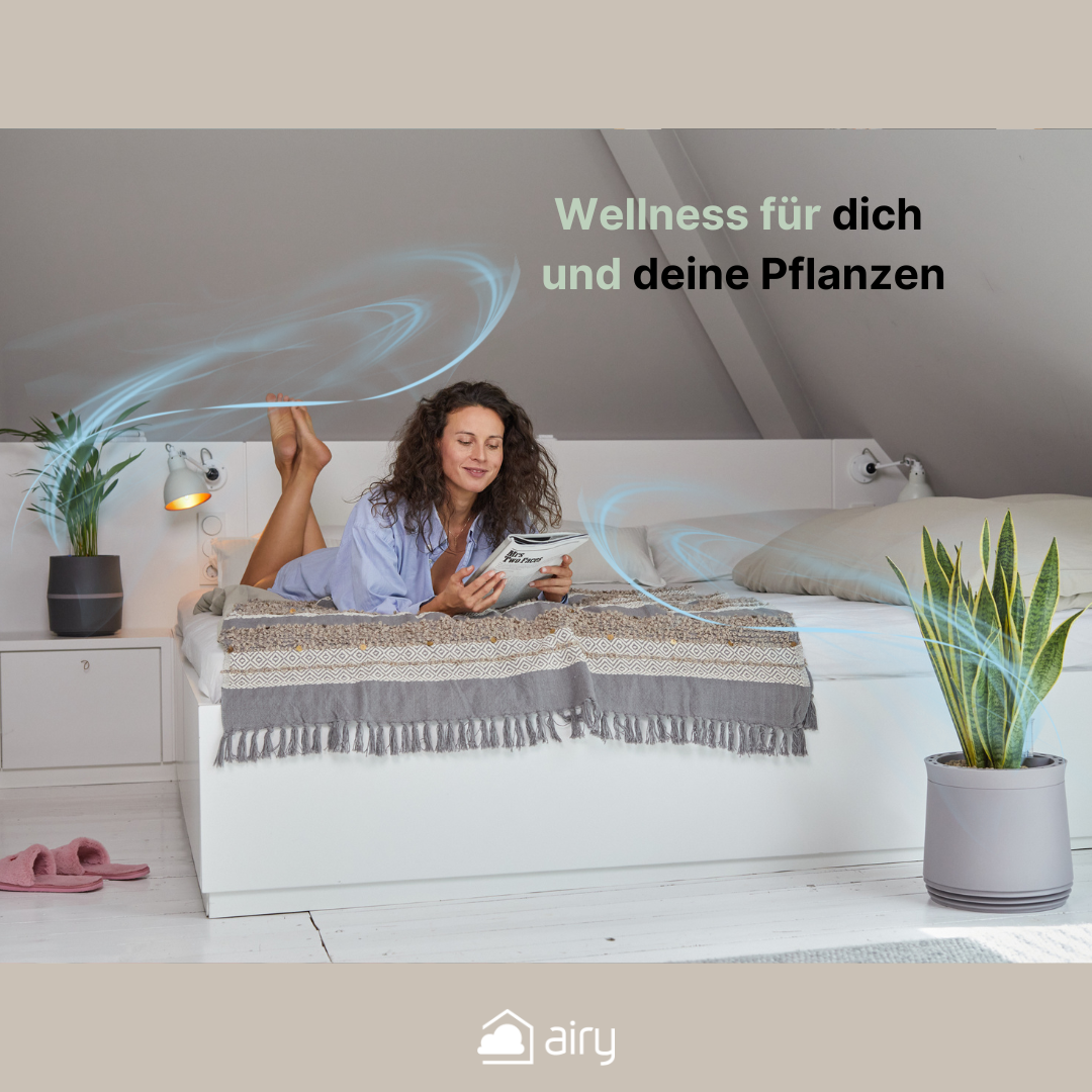 AIRY System M Bogenhanf Zeylanica