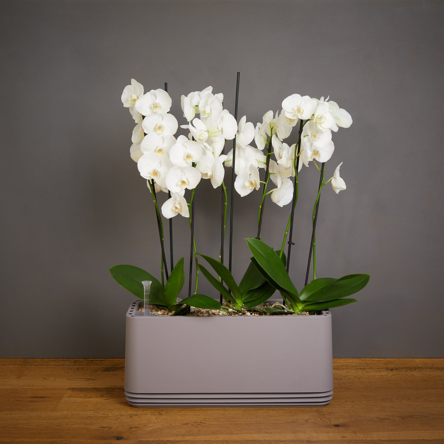 AIRY System L Orchideen