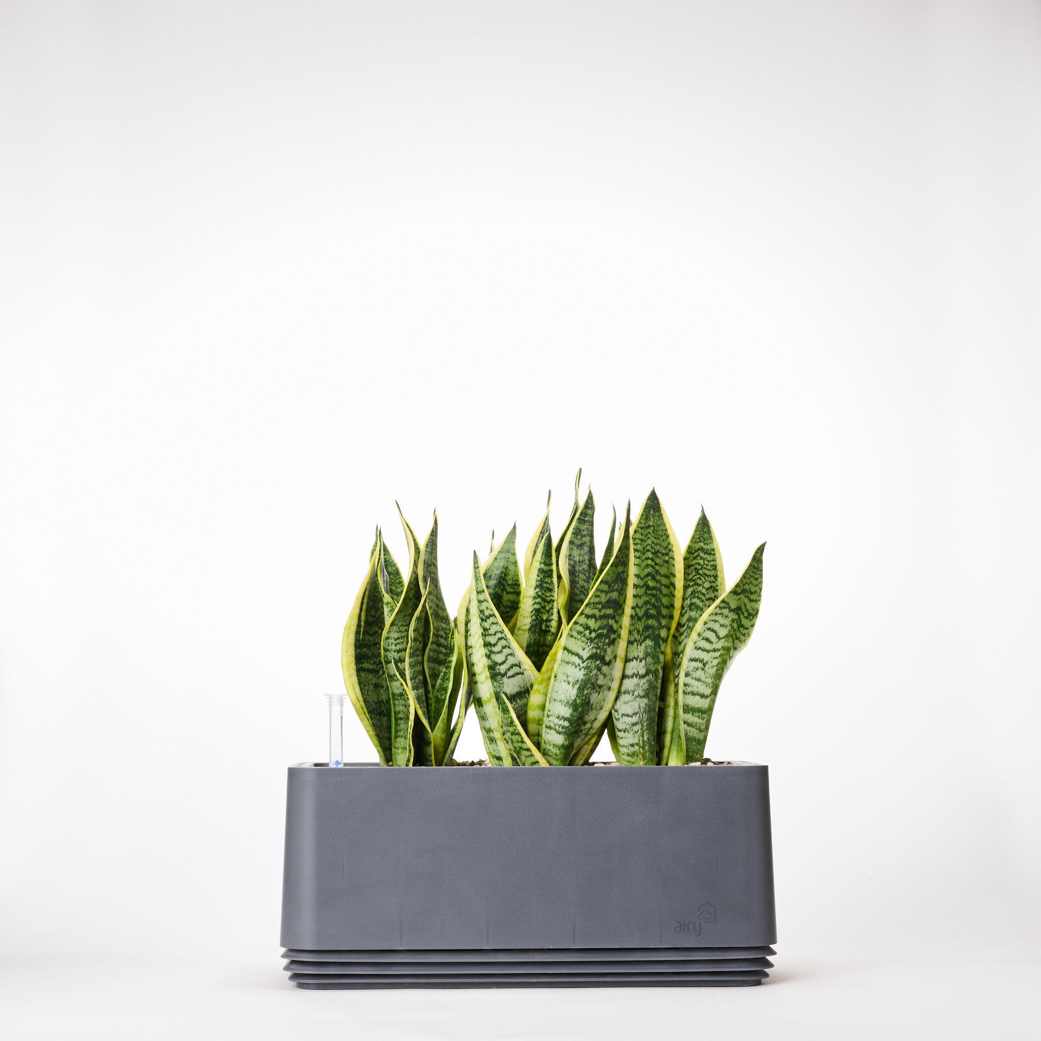 AIRY System L Bogenhanf Laurentii