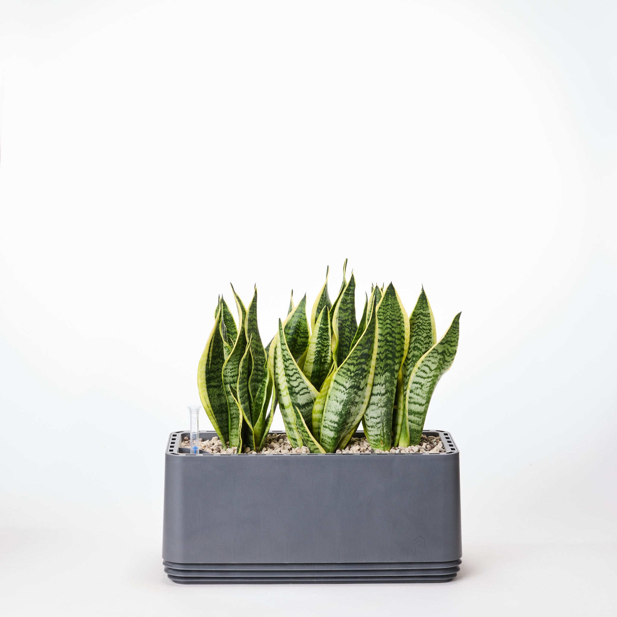 AIRY System L Bogenhanf Laurentii