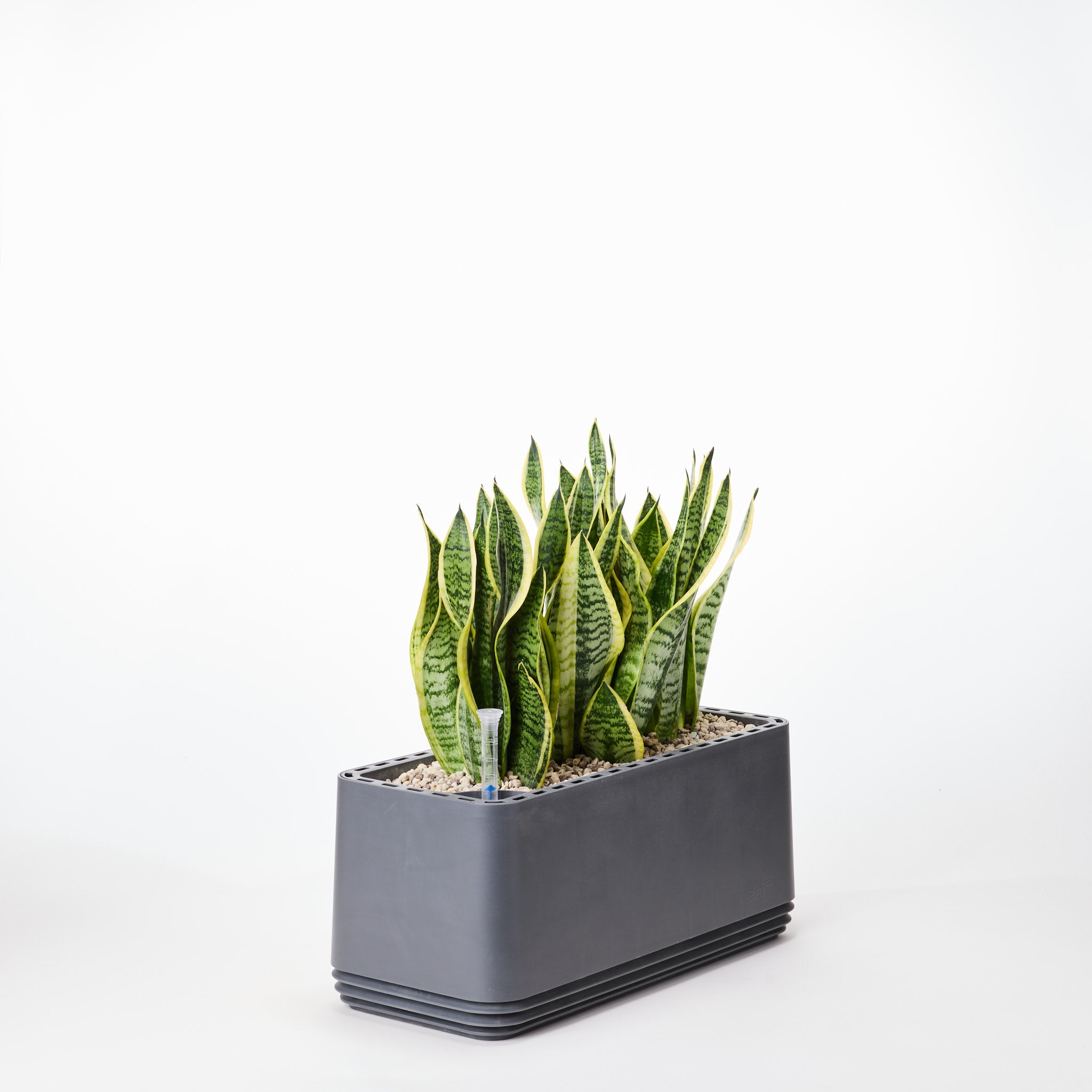 AIRY System L Bogenhanf Laurentii