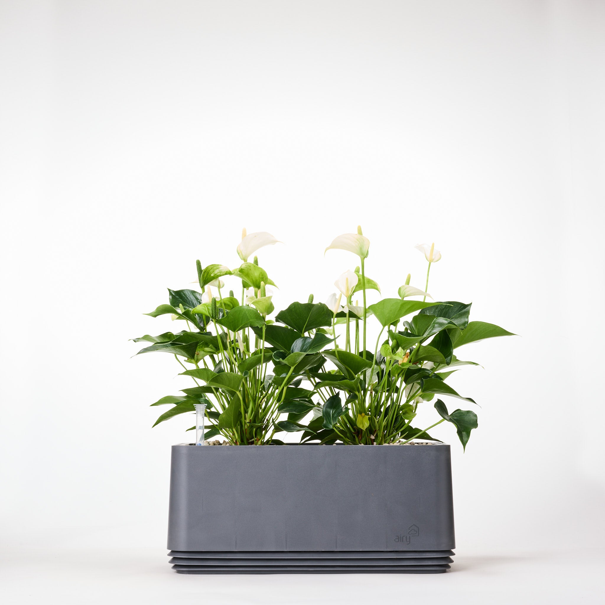 AIRY System L Flamingoblume Anthurie creme