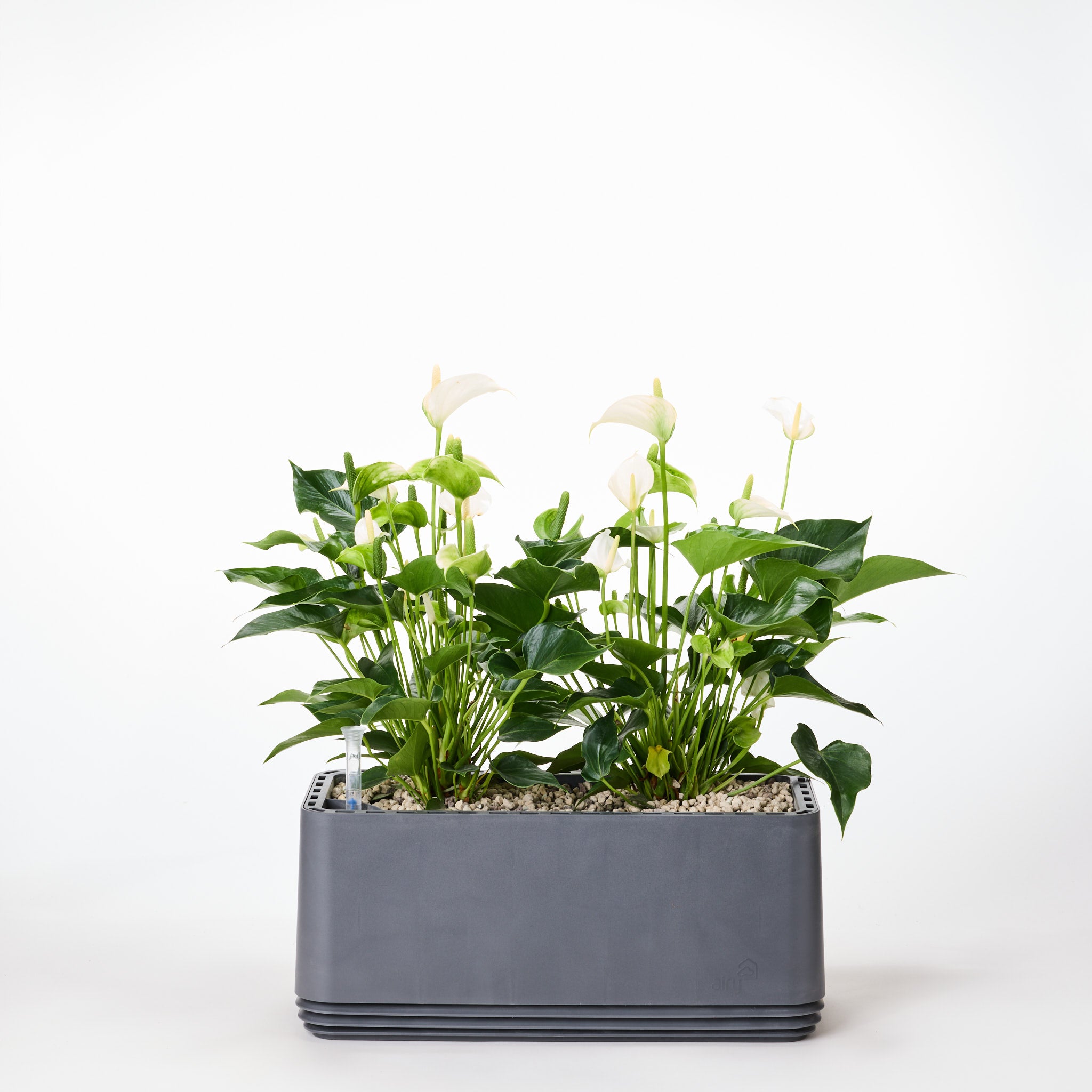 AIRY System L Flamingoblume Anthurie creme