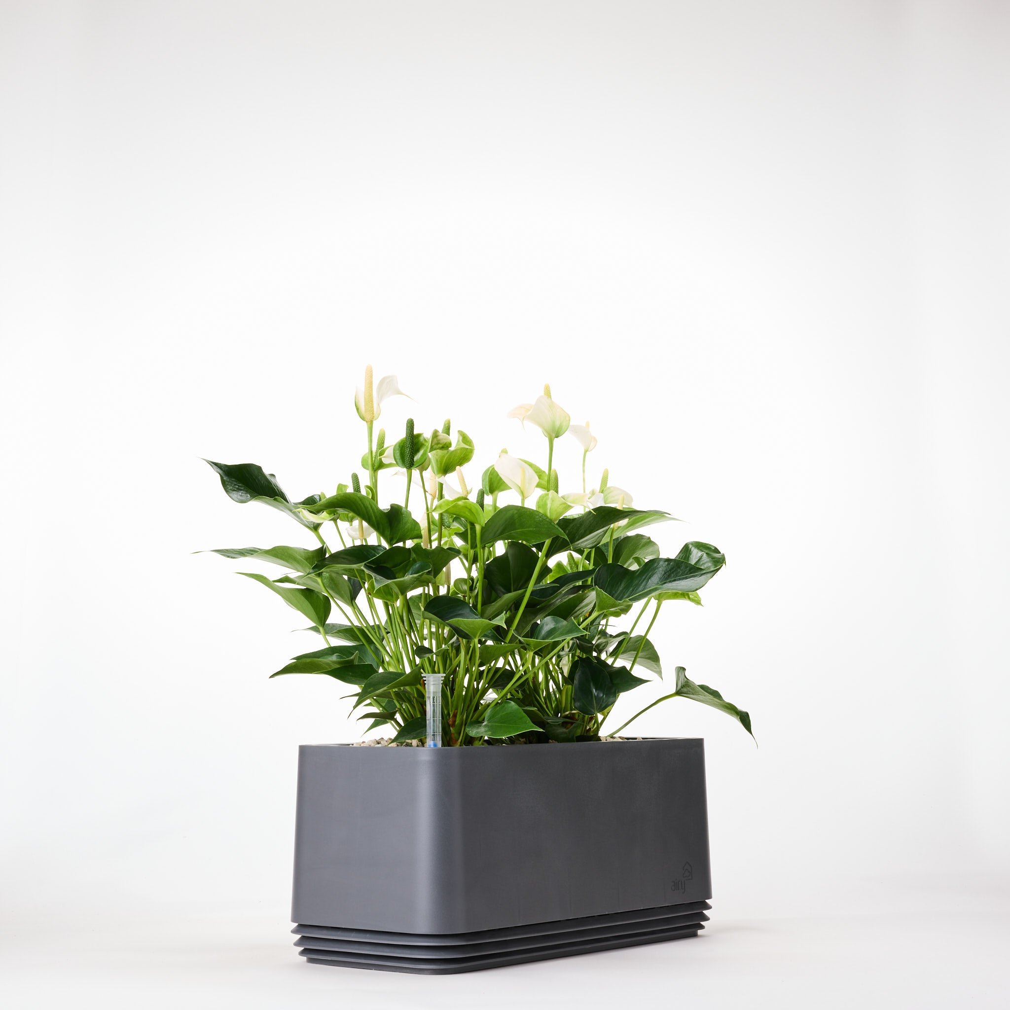 AIRY System L Flamingoblume Anthurie creme