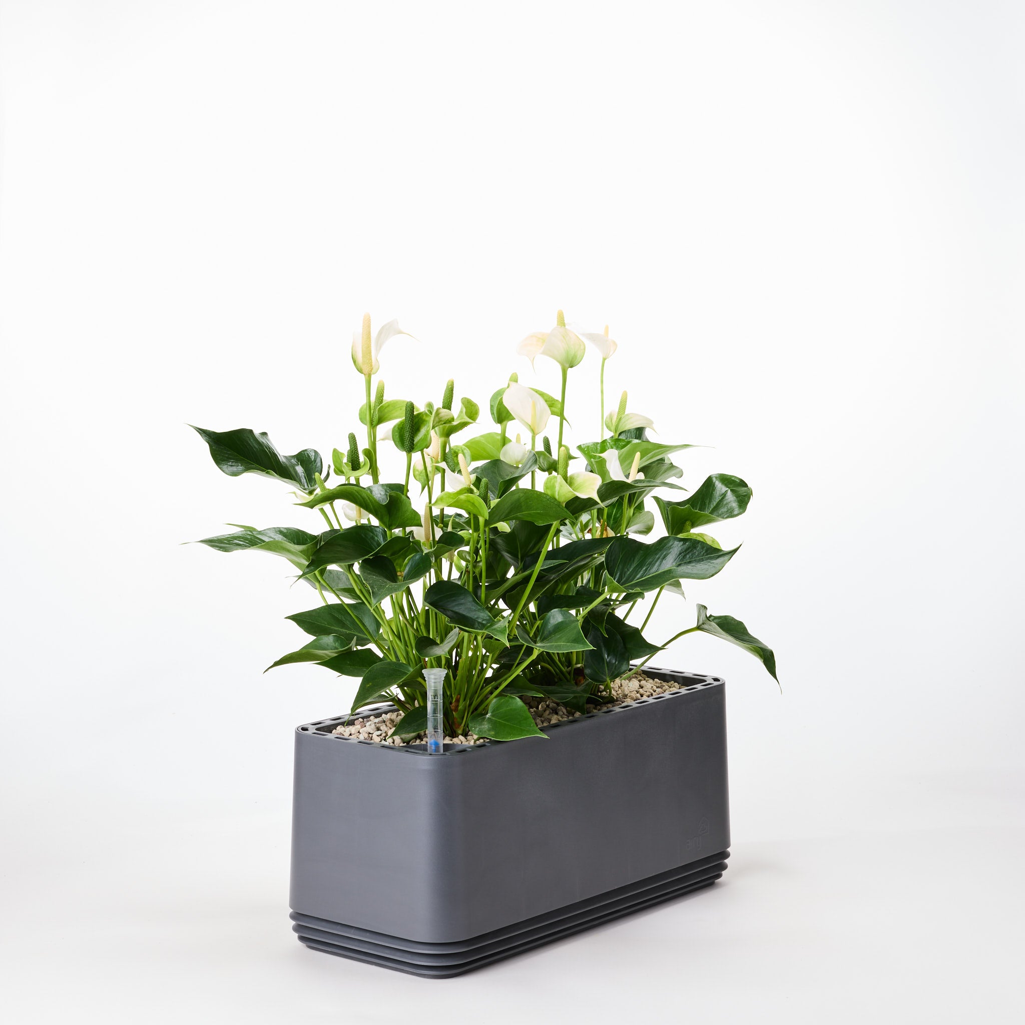 AIRY System L Flamingoblume Anthurie creme