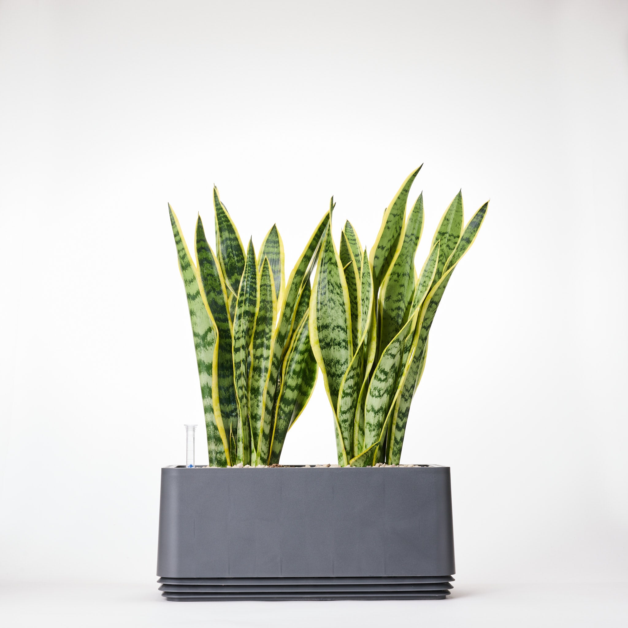 AIRY System L Bogenhanf (Sansevieria Laurentii)
