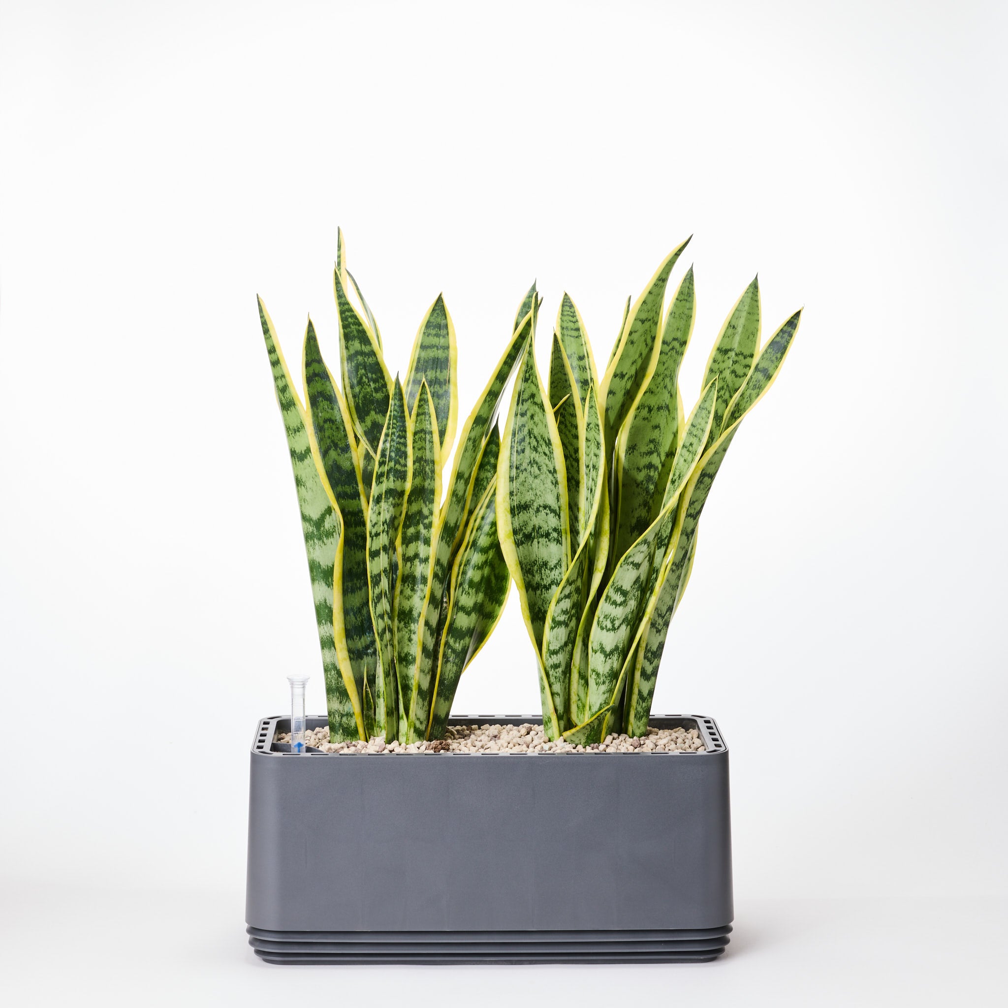 AIRY System L Bogenhanf (Sansevieria Laurentii)