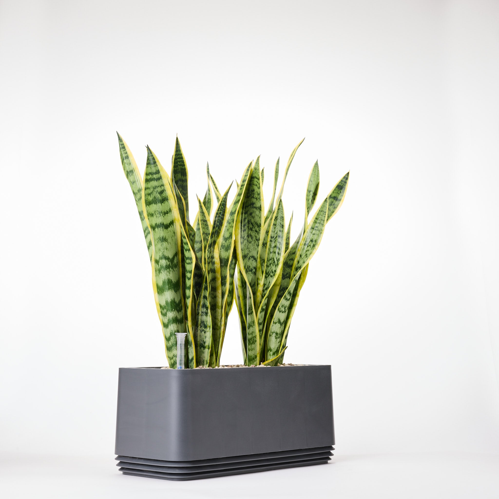 AIRY System L Bogenhanf (Sansevieria Laurentii)