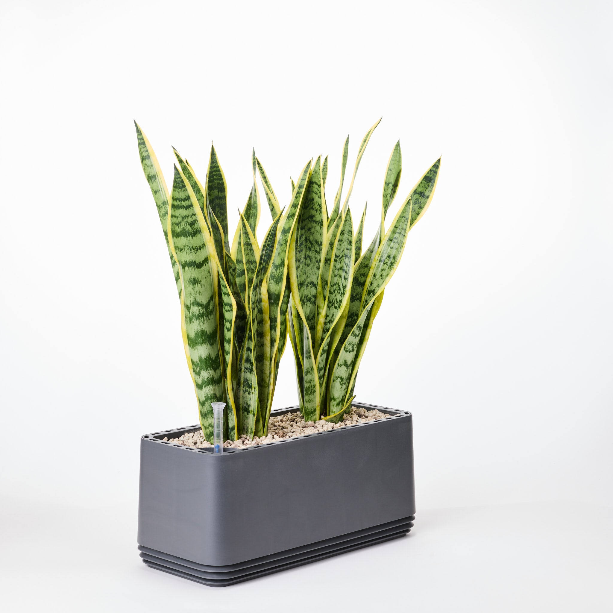 AIRY System L Bogenhanf (Sansevieria Laurentii)