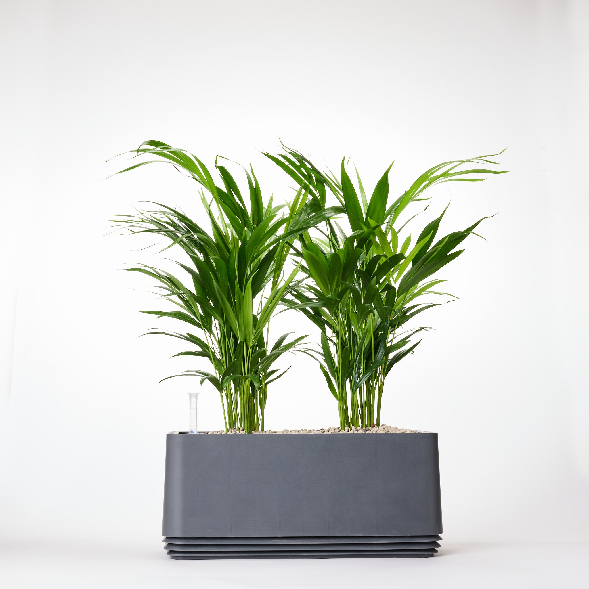 AIRY System L Goldfruchtpalme