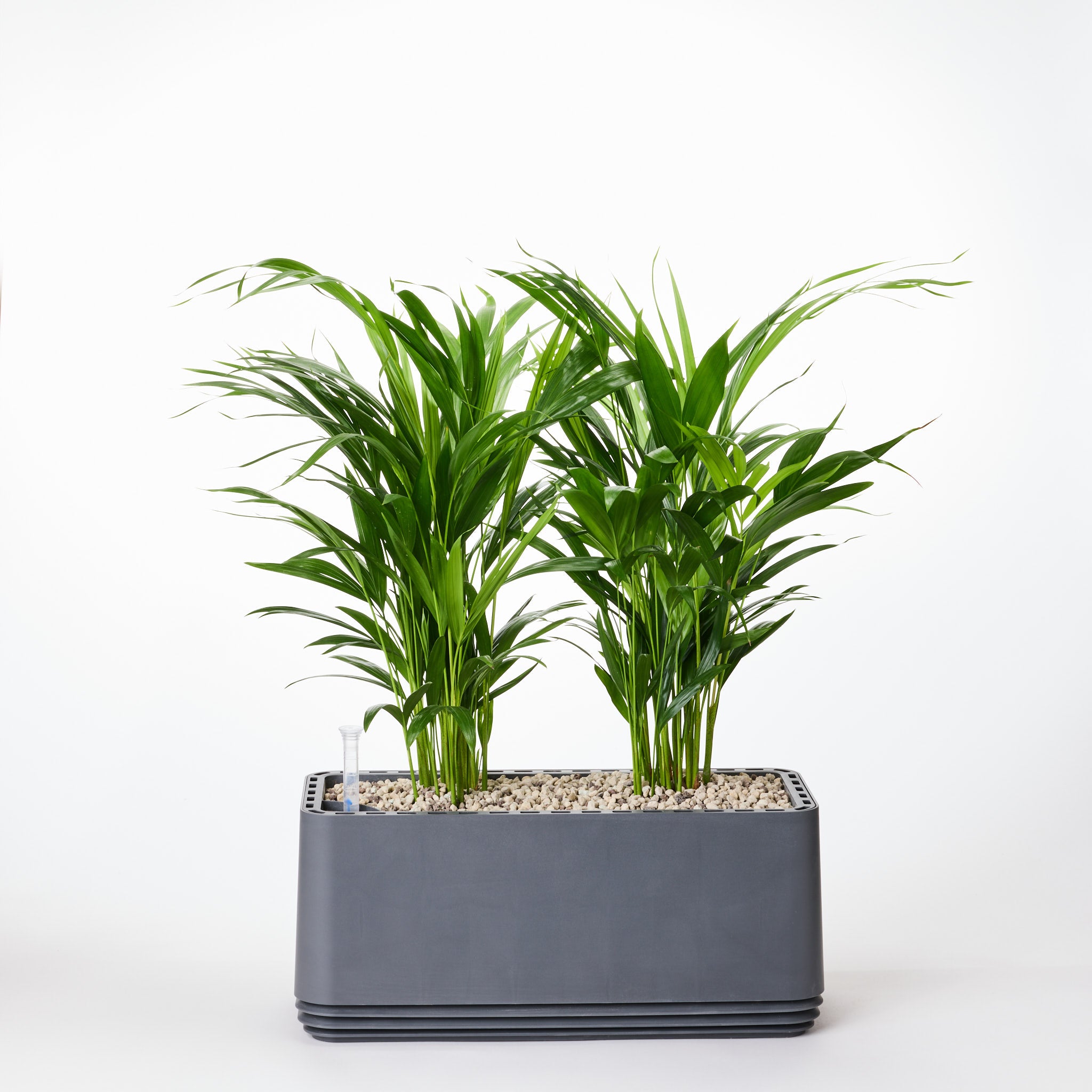 AIRY System L Goldfruchtpalme