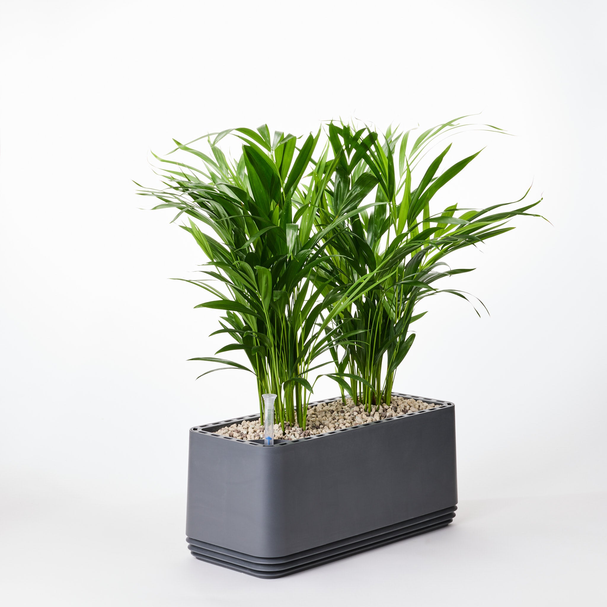 AIRY System L Goldfruchtpalme