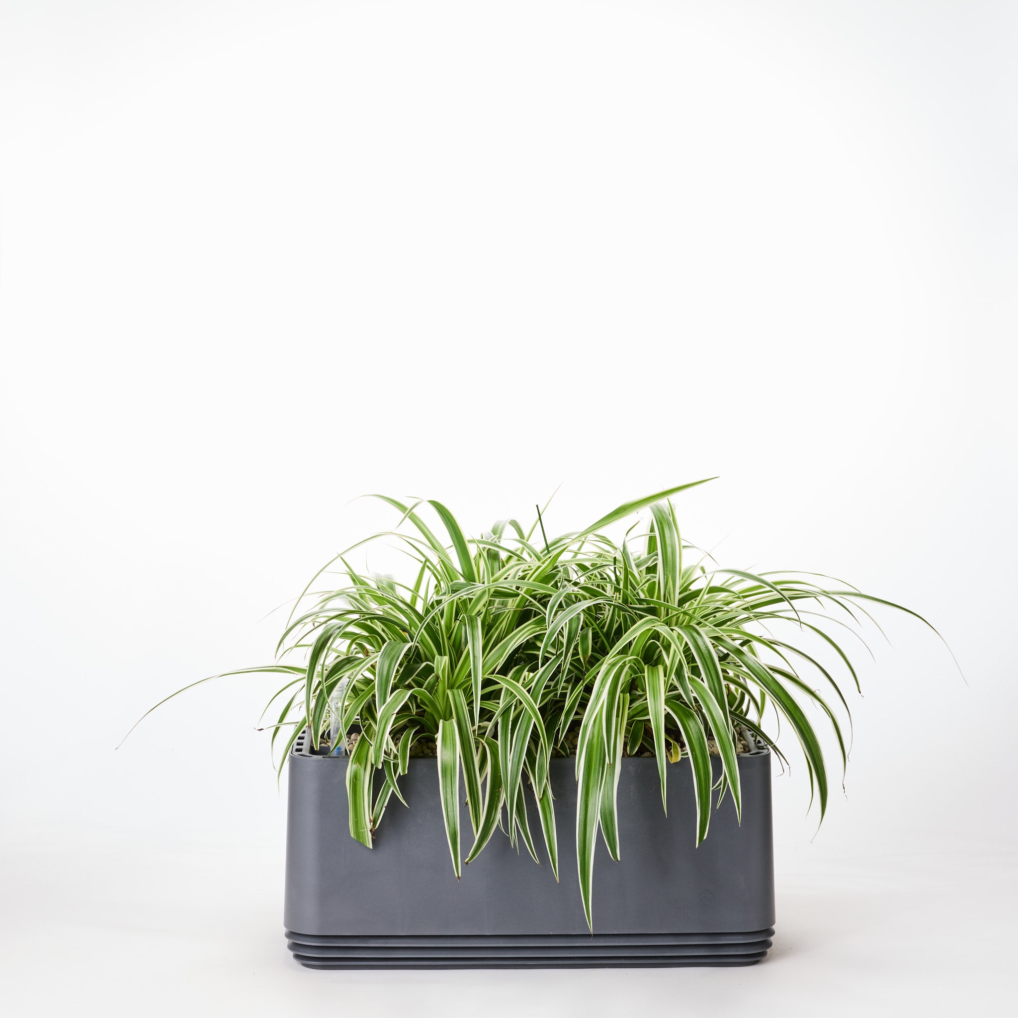 AIRY System L Grünlilie