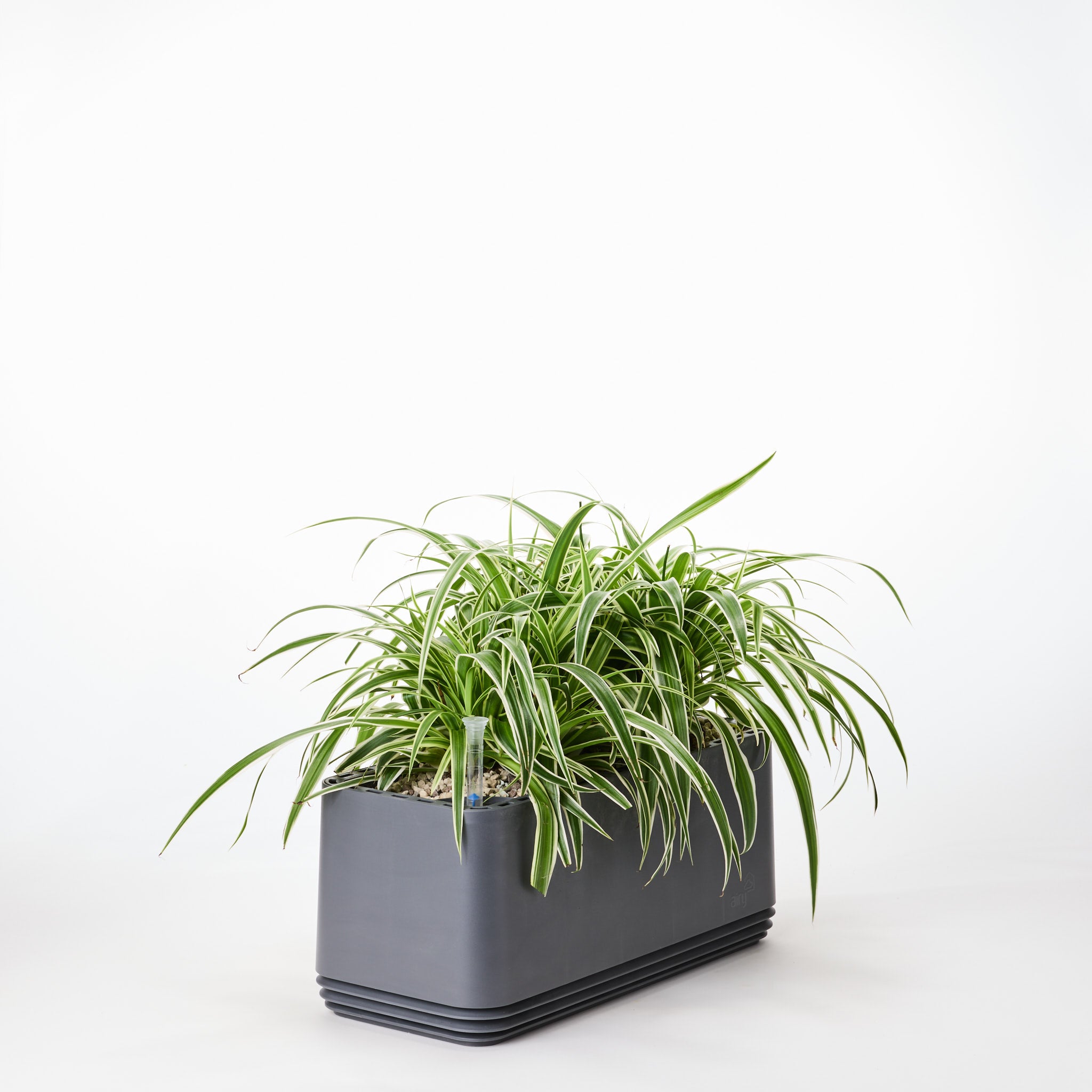 AIRY System L Grünlilie