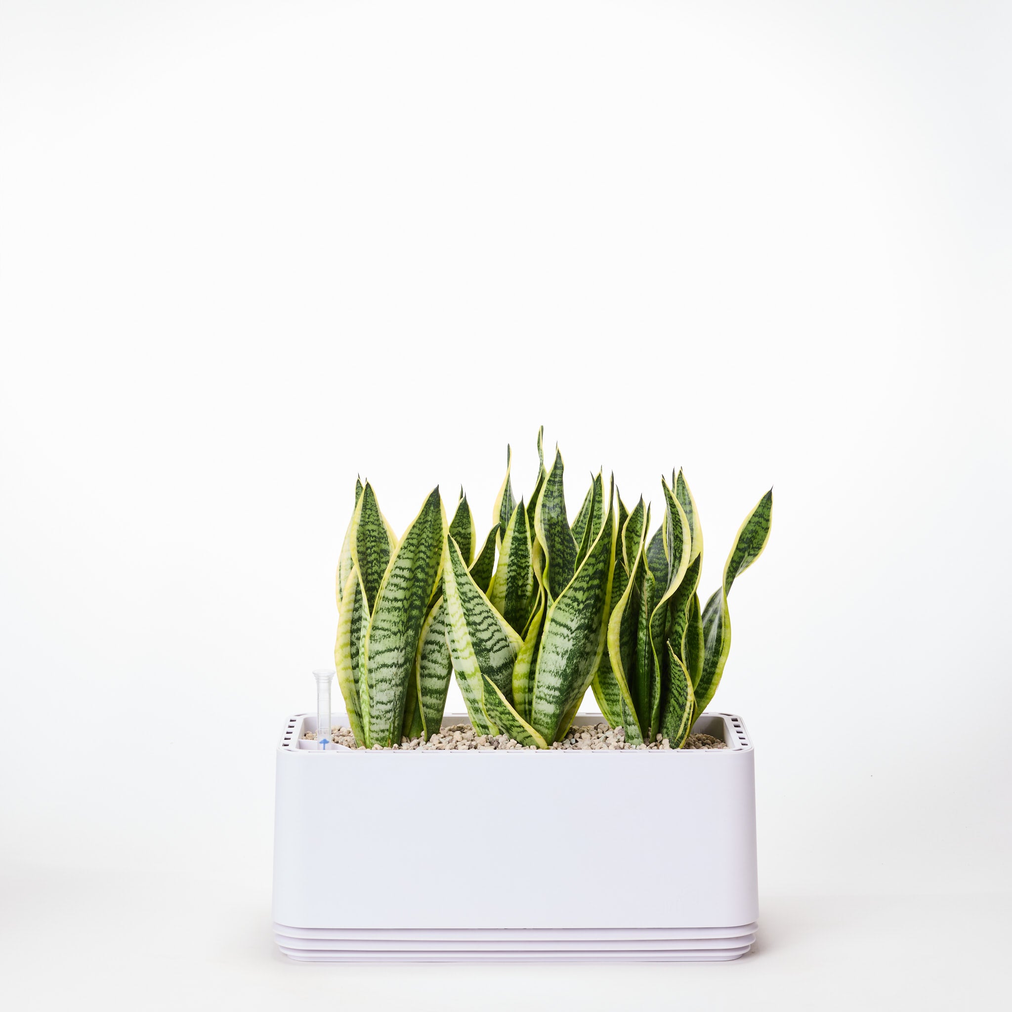 AIRY System L Bogenhanf Laurentii