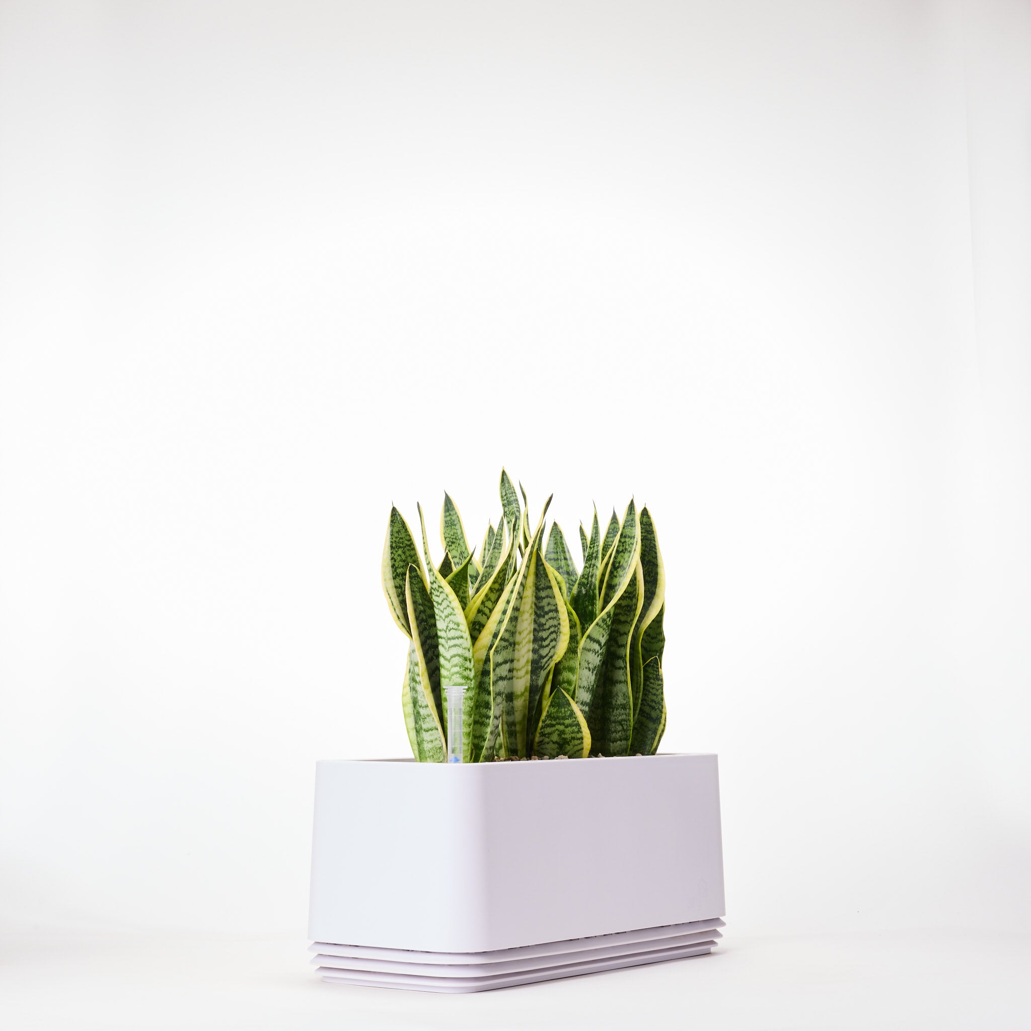 AIRY System L Bogenhanf Laurentii