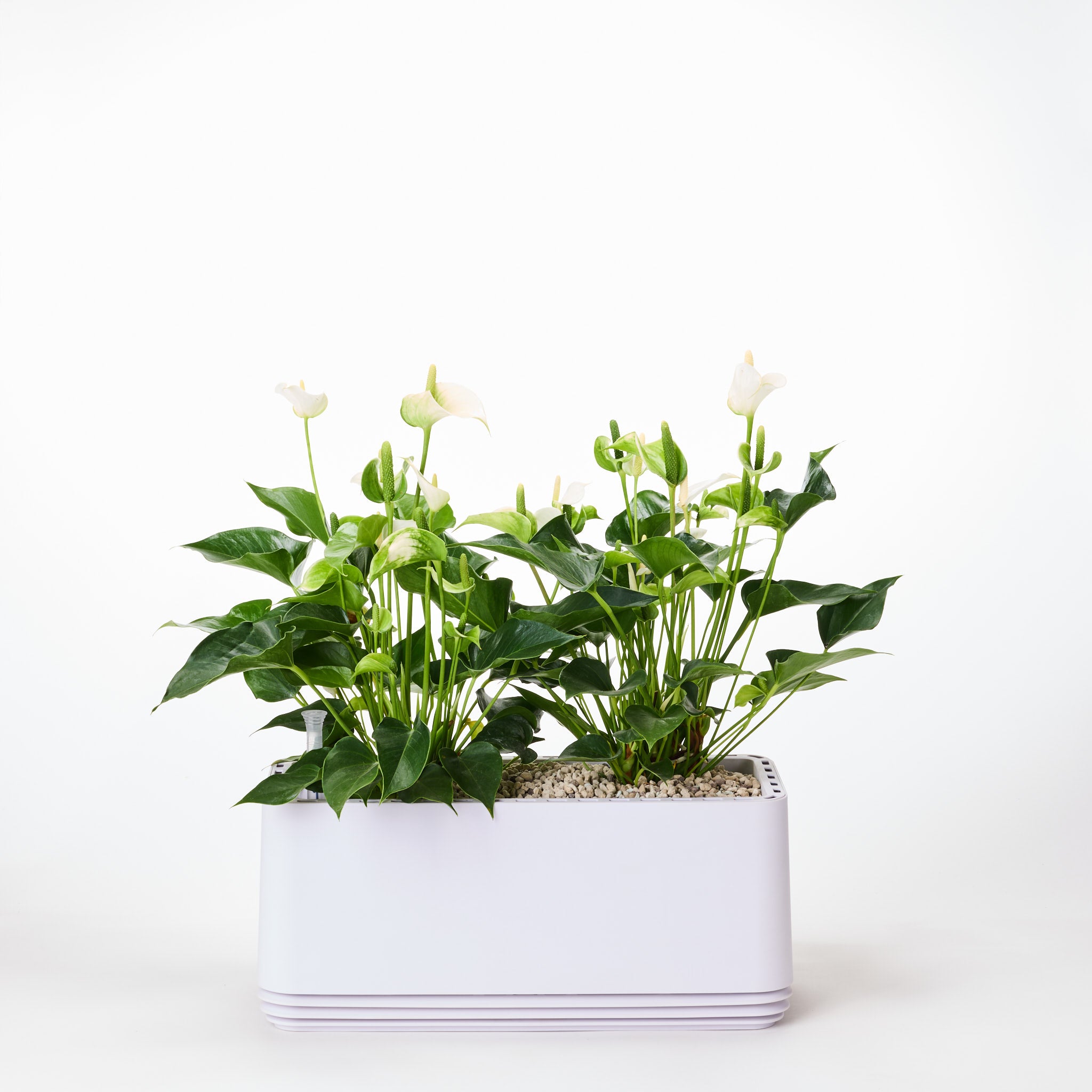 AIRY System L Flamingoblume Anthurie creme