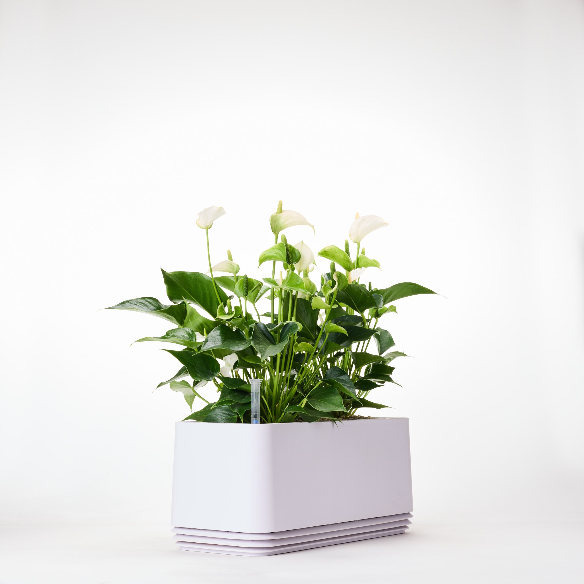 AIRY System L Flamingoblume Anthurie creme