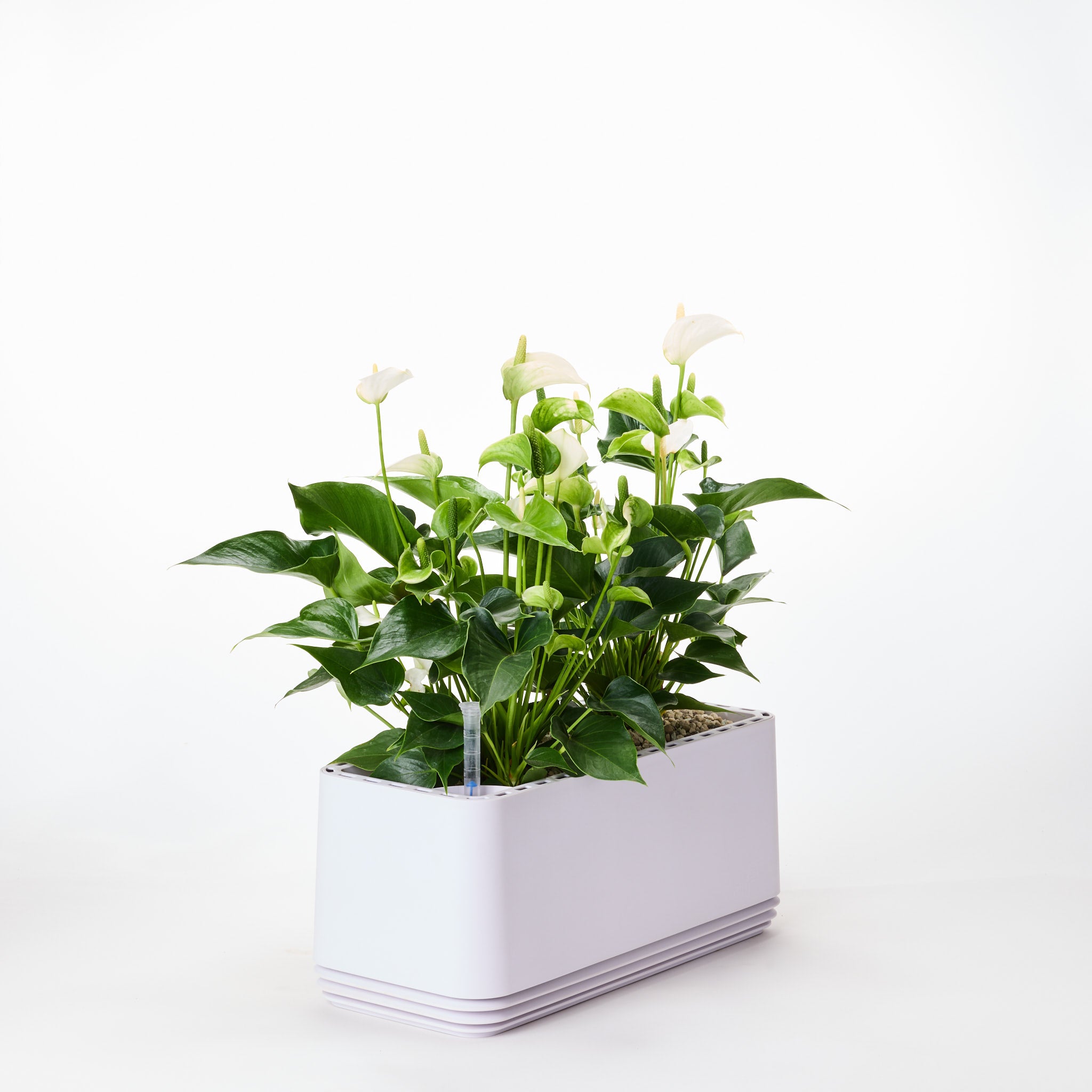 AIRY System L Flamingoblume Anthurie creme