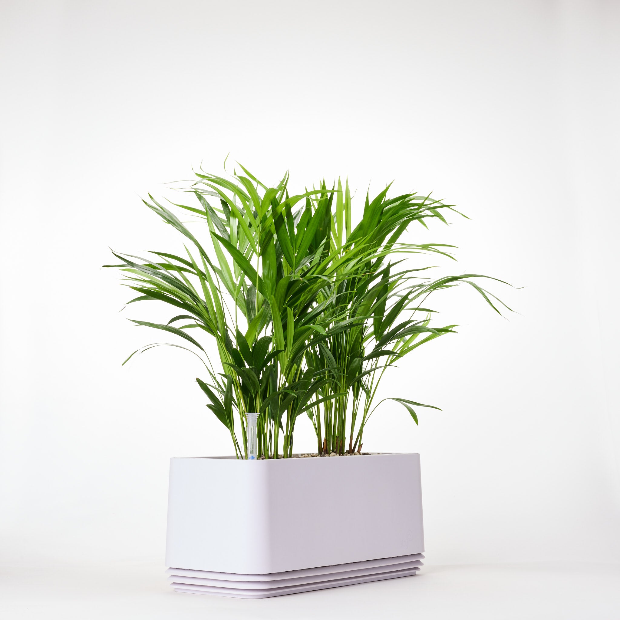 AIRY System L Goldfruchtpalme