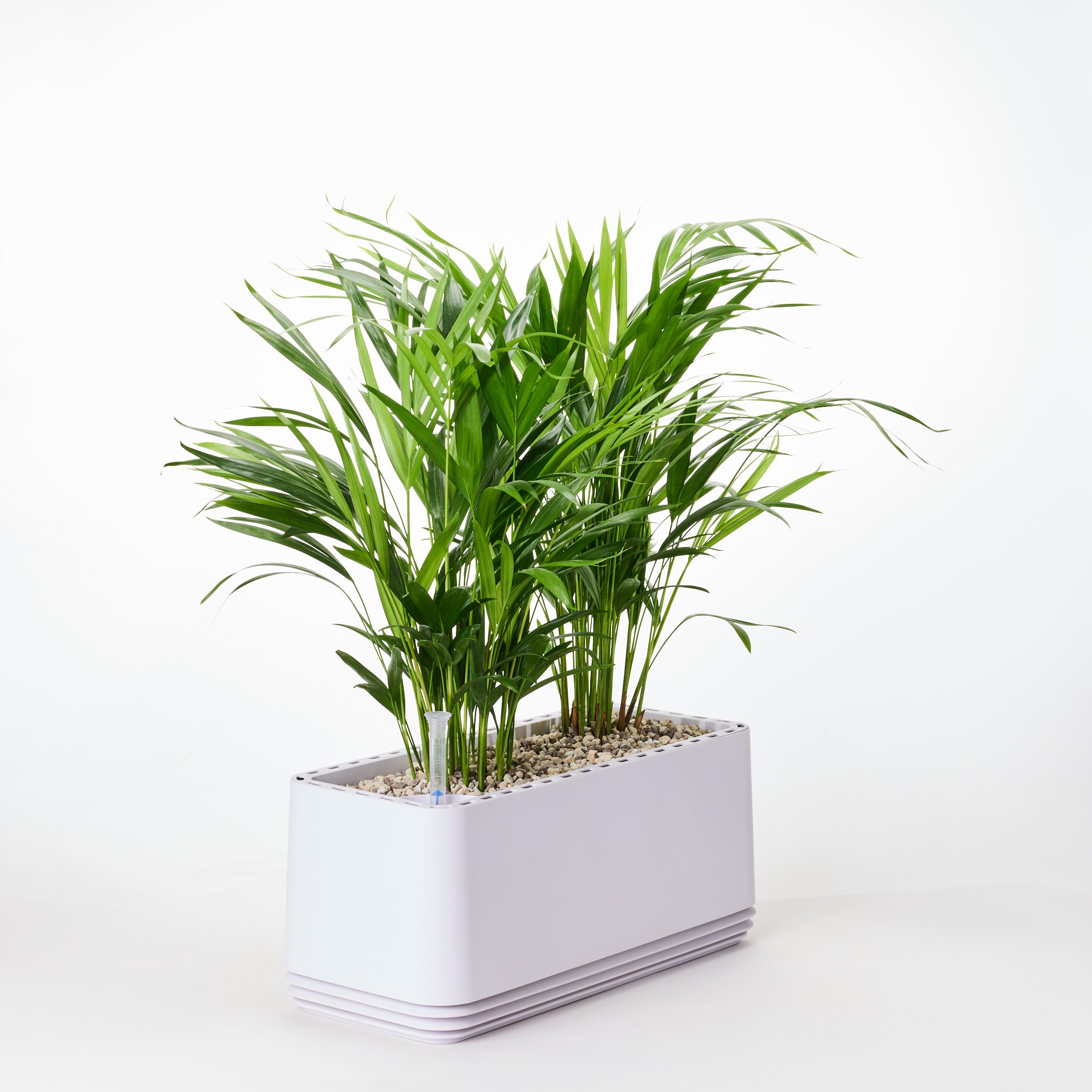 AIRY System L Goldfruchtpalme