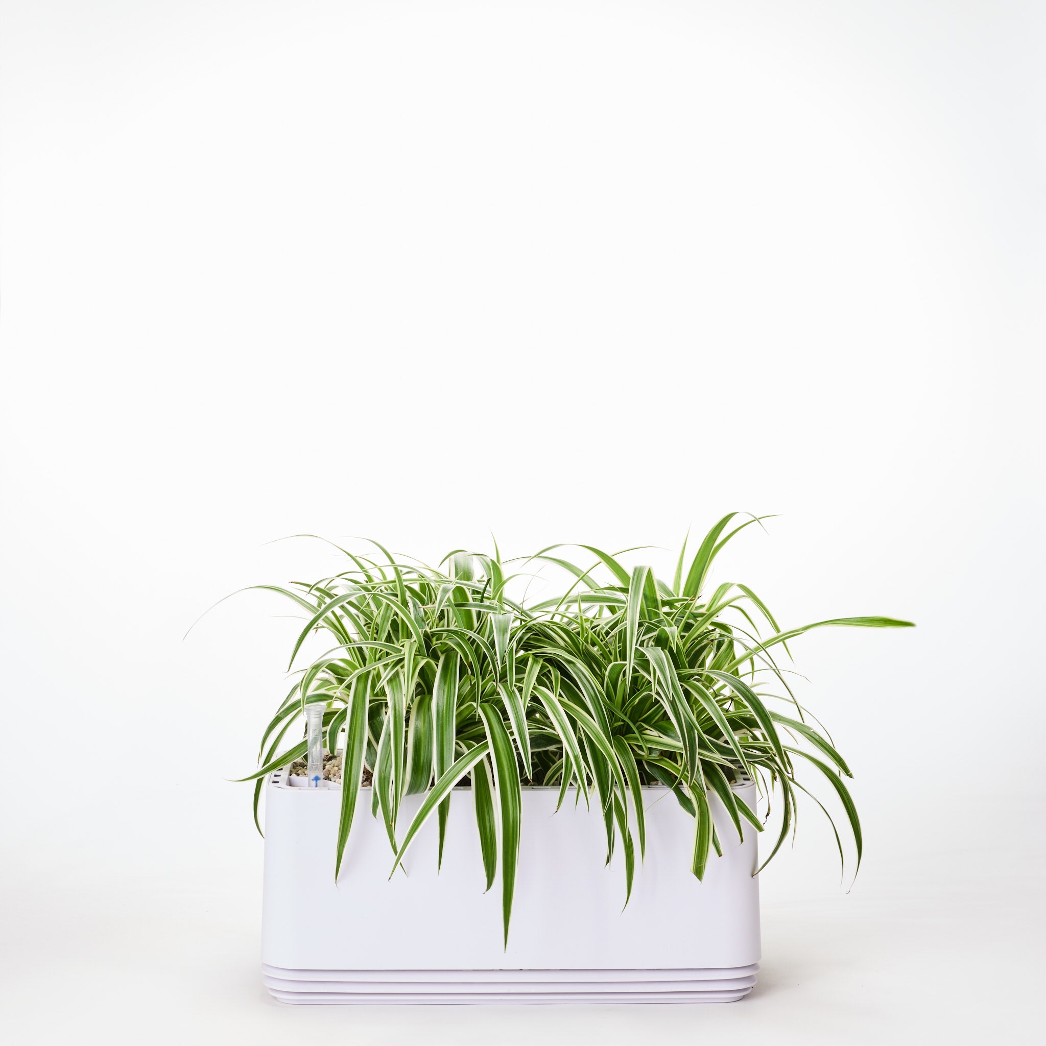 AIRY System L Grünlilie