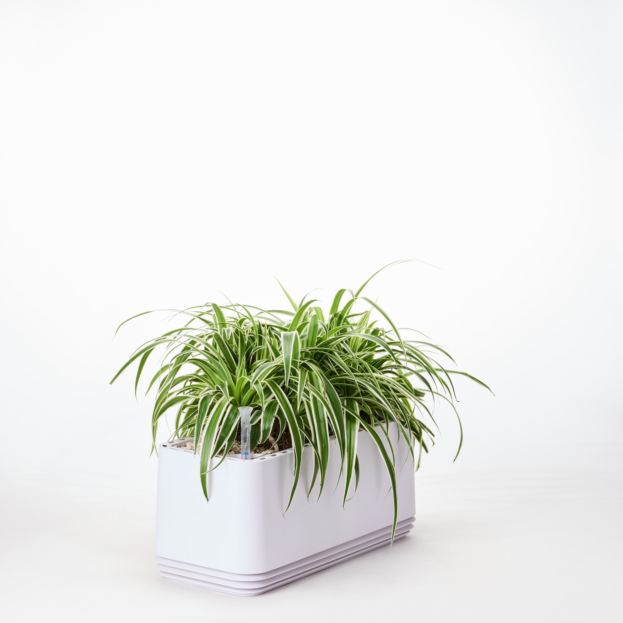 AIRY System L Grünlilie