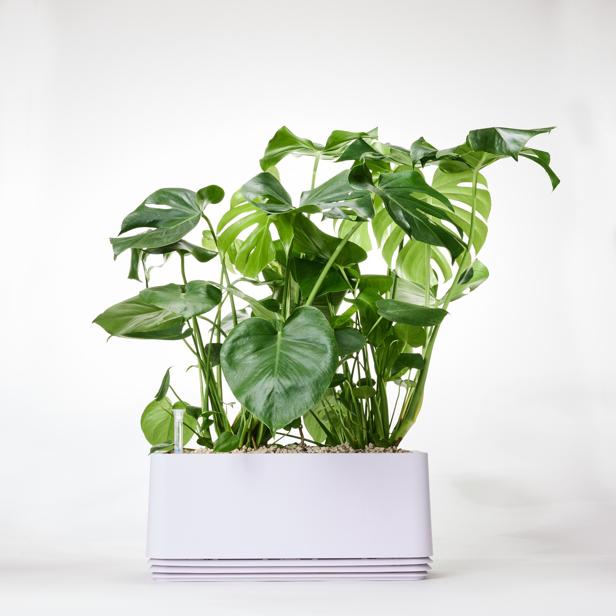 AIRY System L Monstera