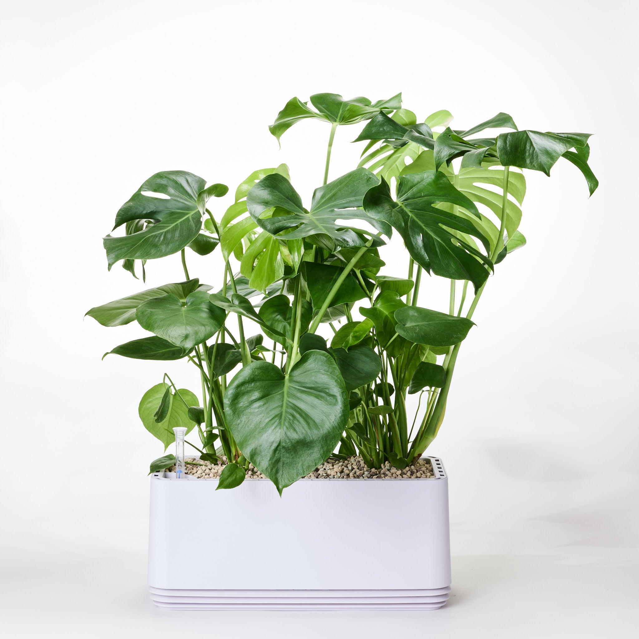 AIRY System L Monstera