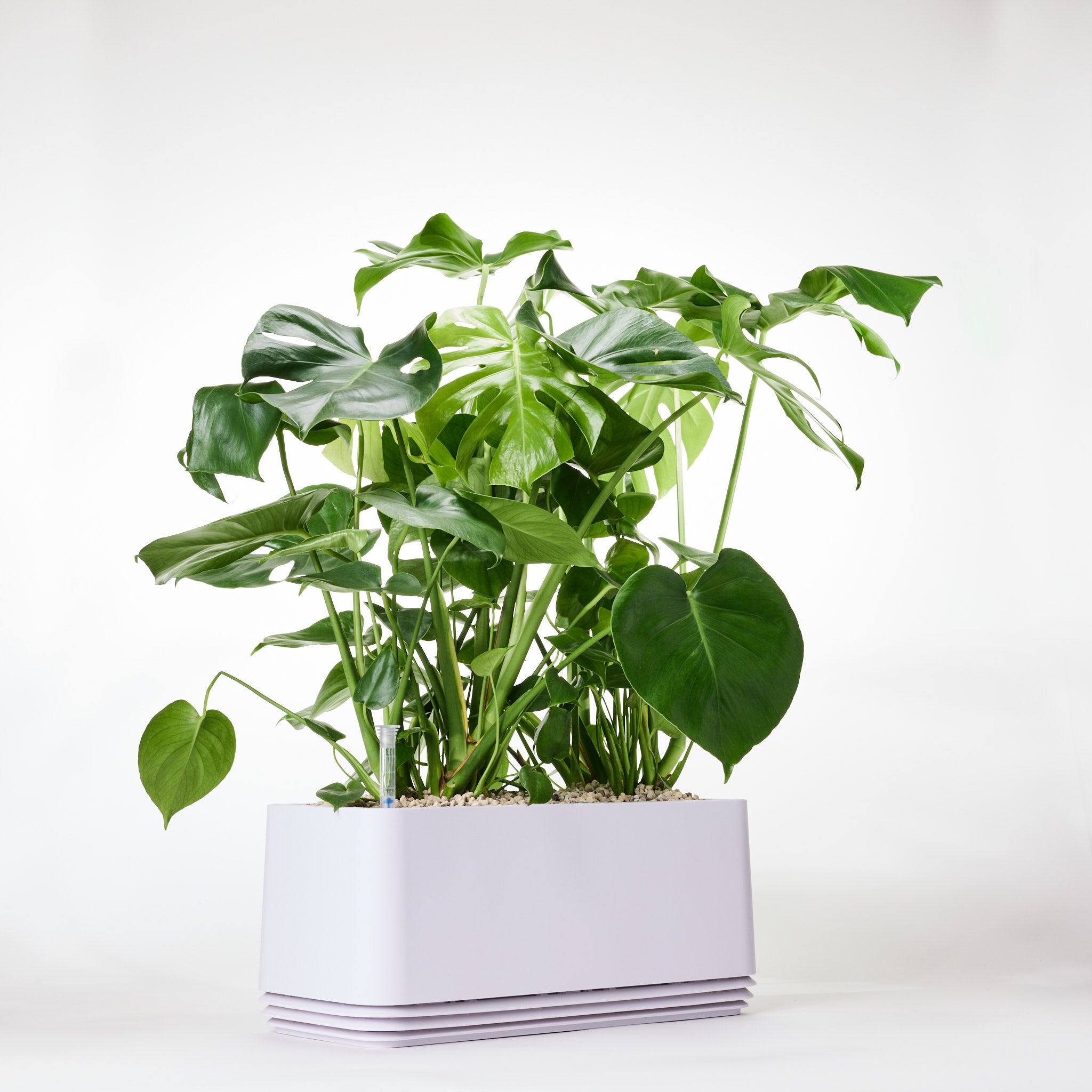 AIRY System L Monstera