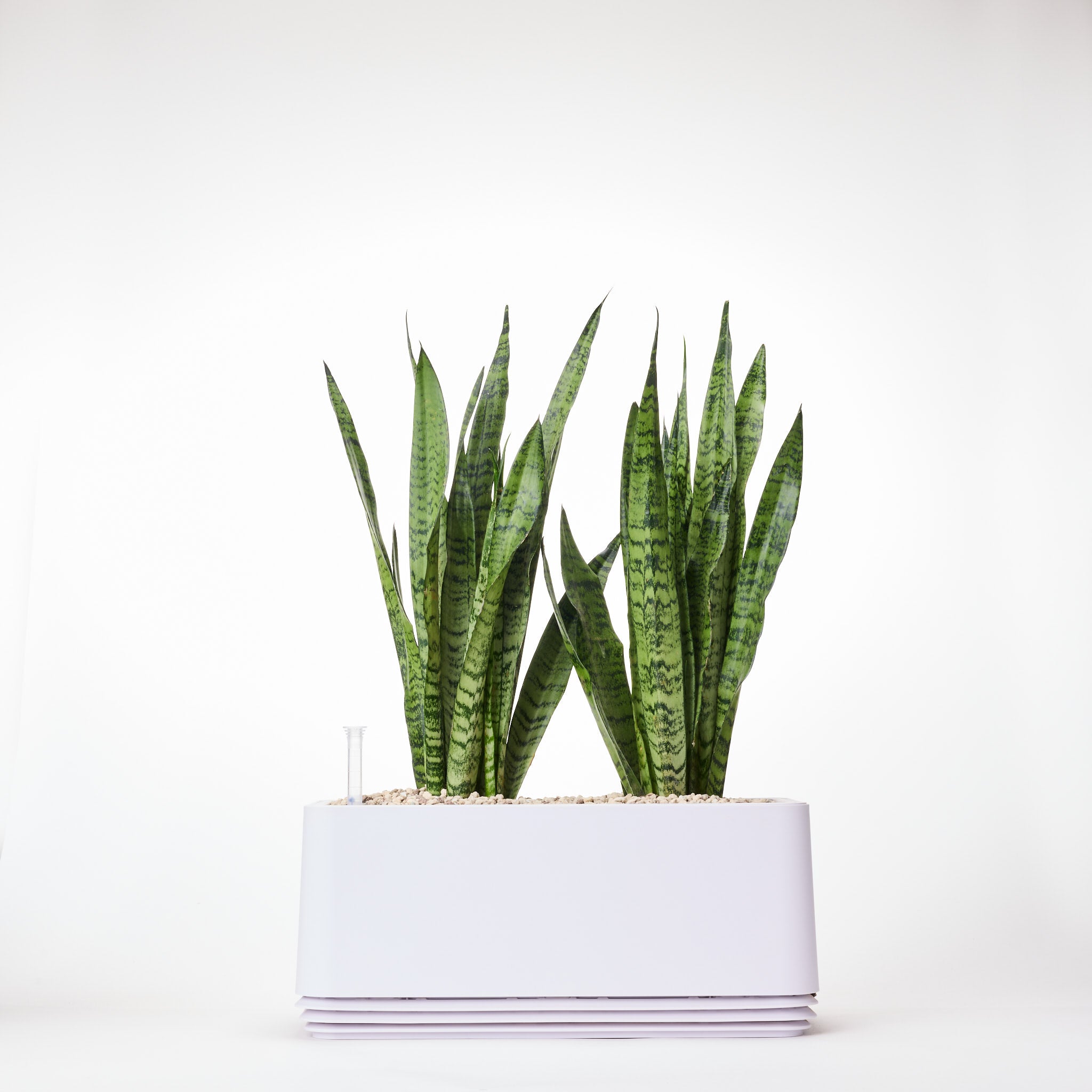 AIRY System L Bogenhanf (Sansevieria Laurentii)