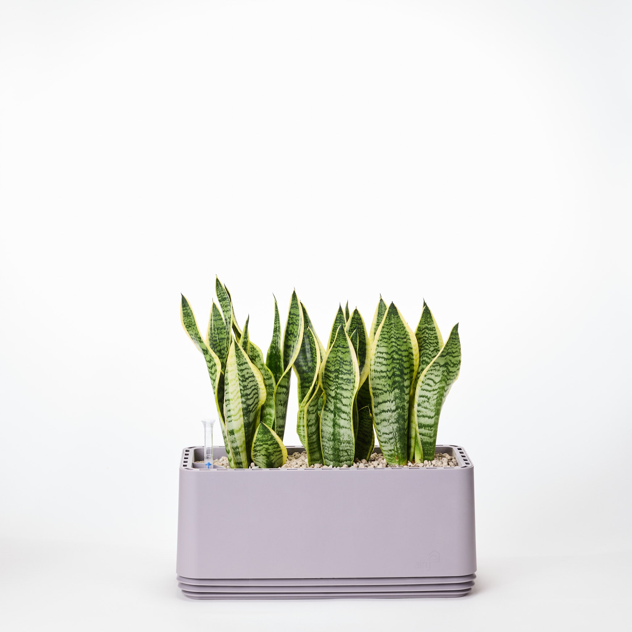 AIRY System L Bogenhanf Laurentii