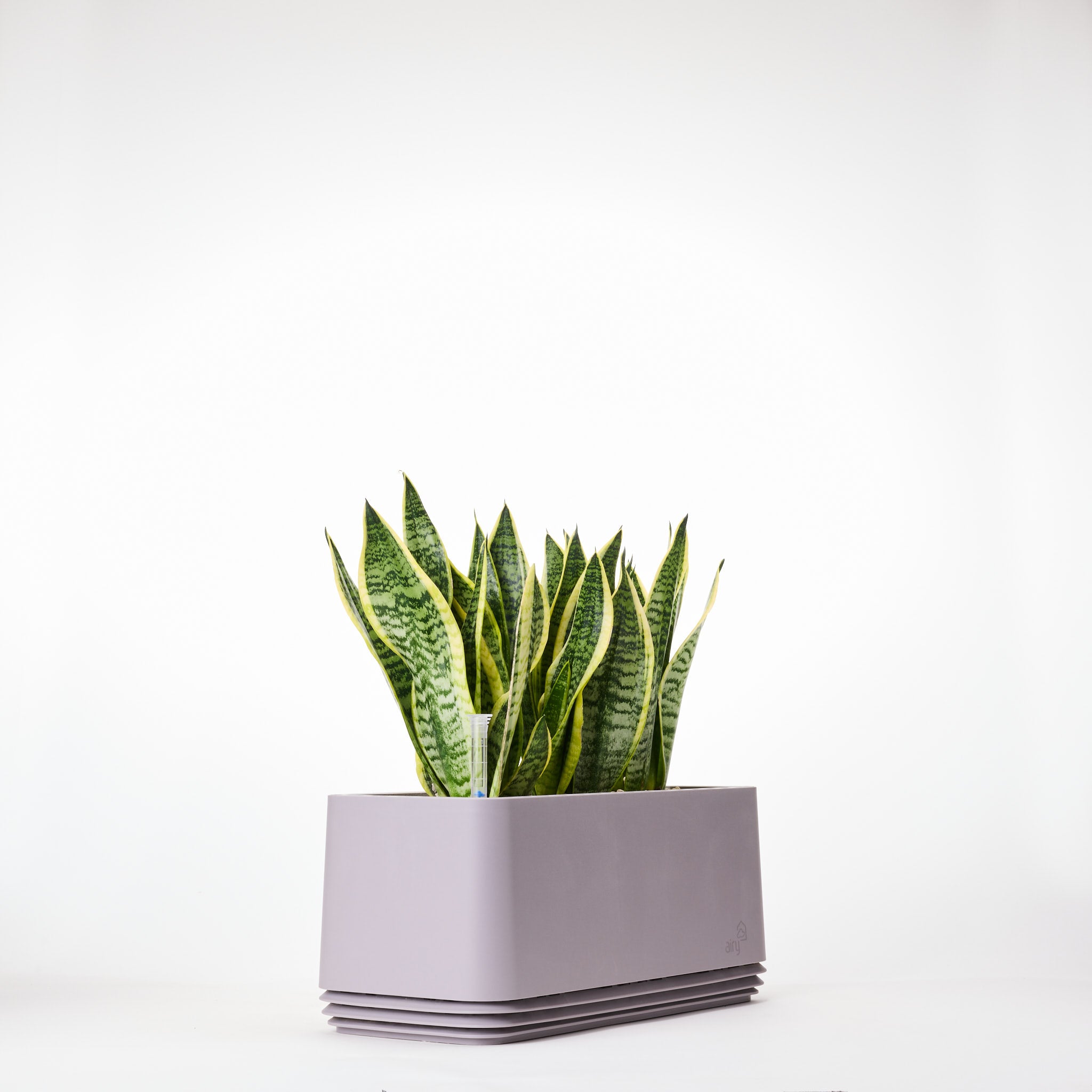 AIRY System L Bogenhanf Laurentii