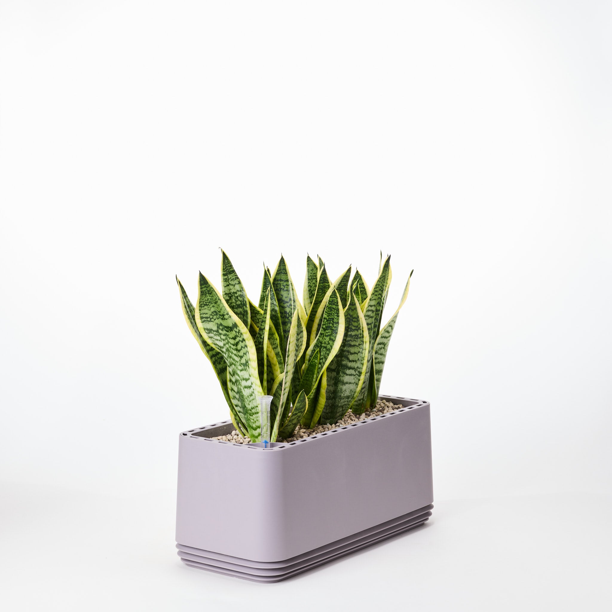 AIRY System L Bogenhanf Laurentii