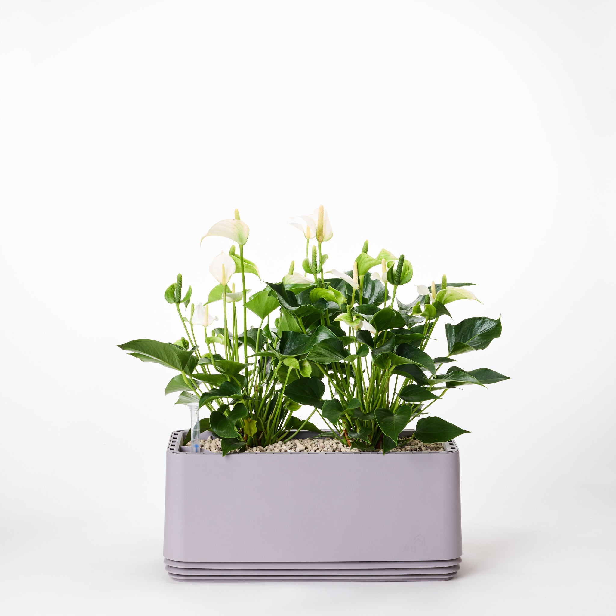 AIRY System L Flamingoblume Anthurie creme