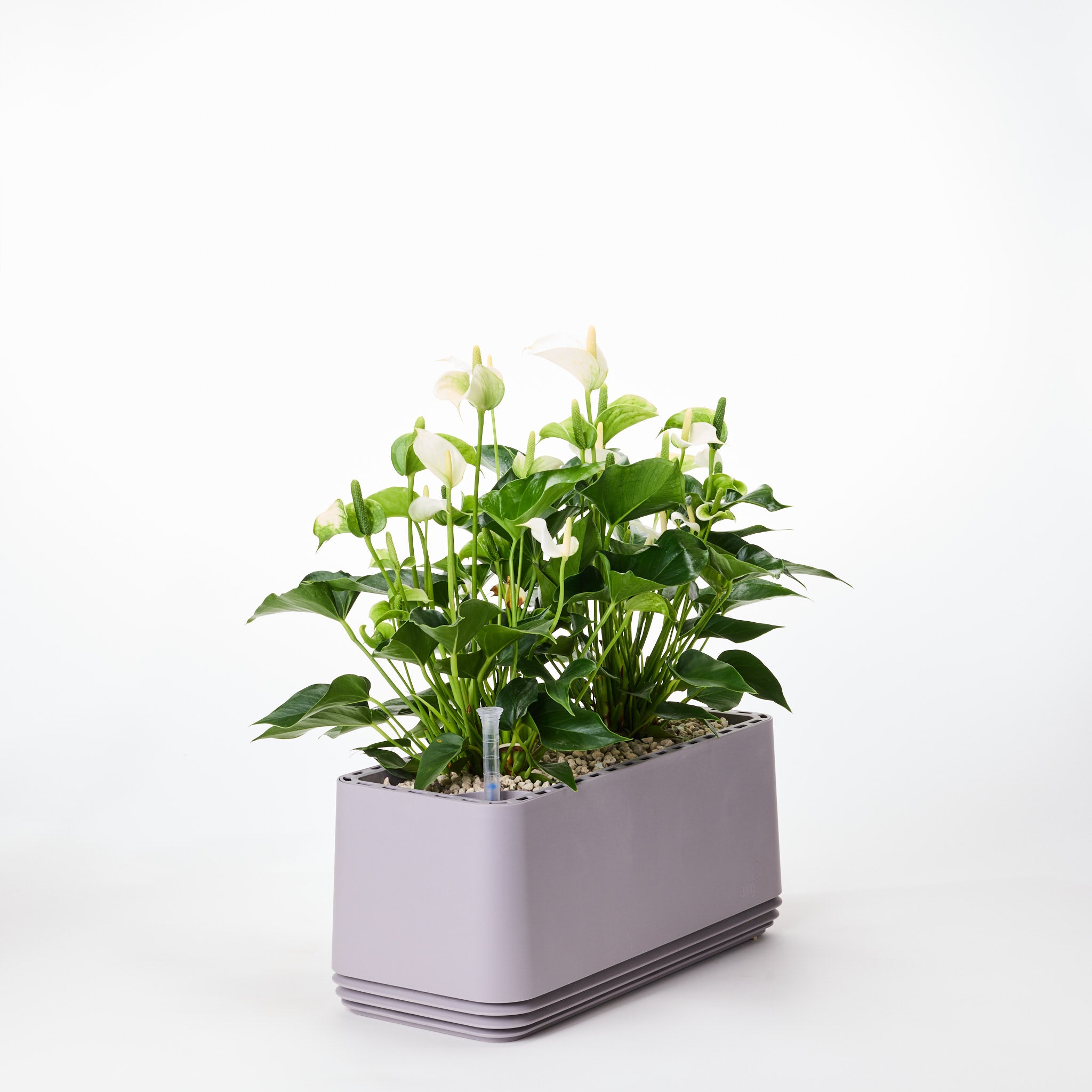 AIRY System L Flamingoblume Anthurie creme