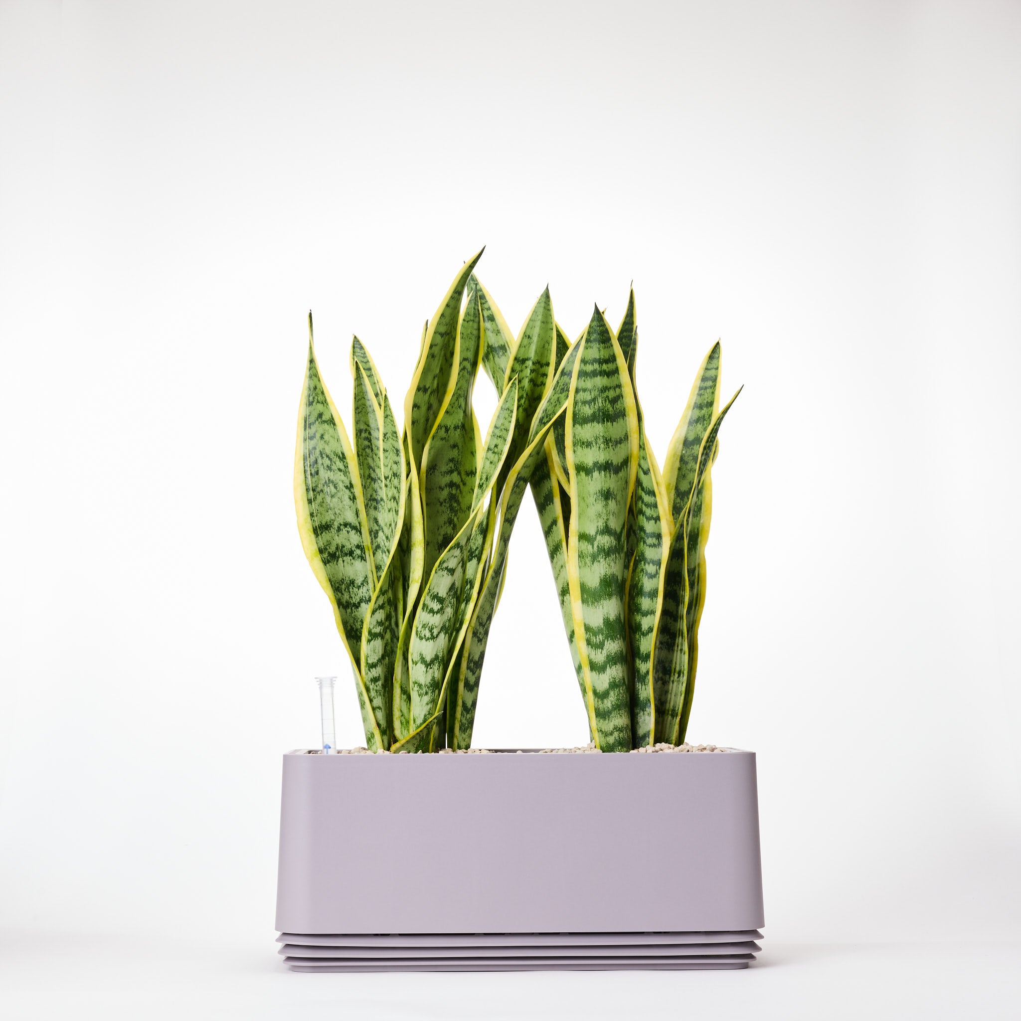 AIRY System L Bogenhanf (Sansevieria Laurentii)