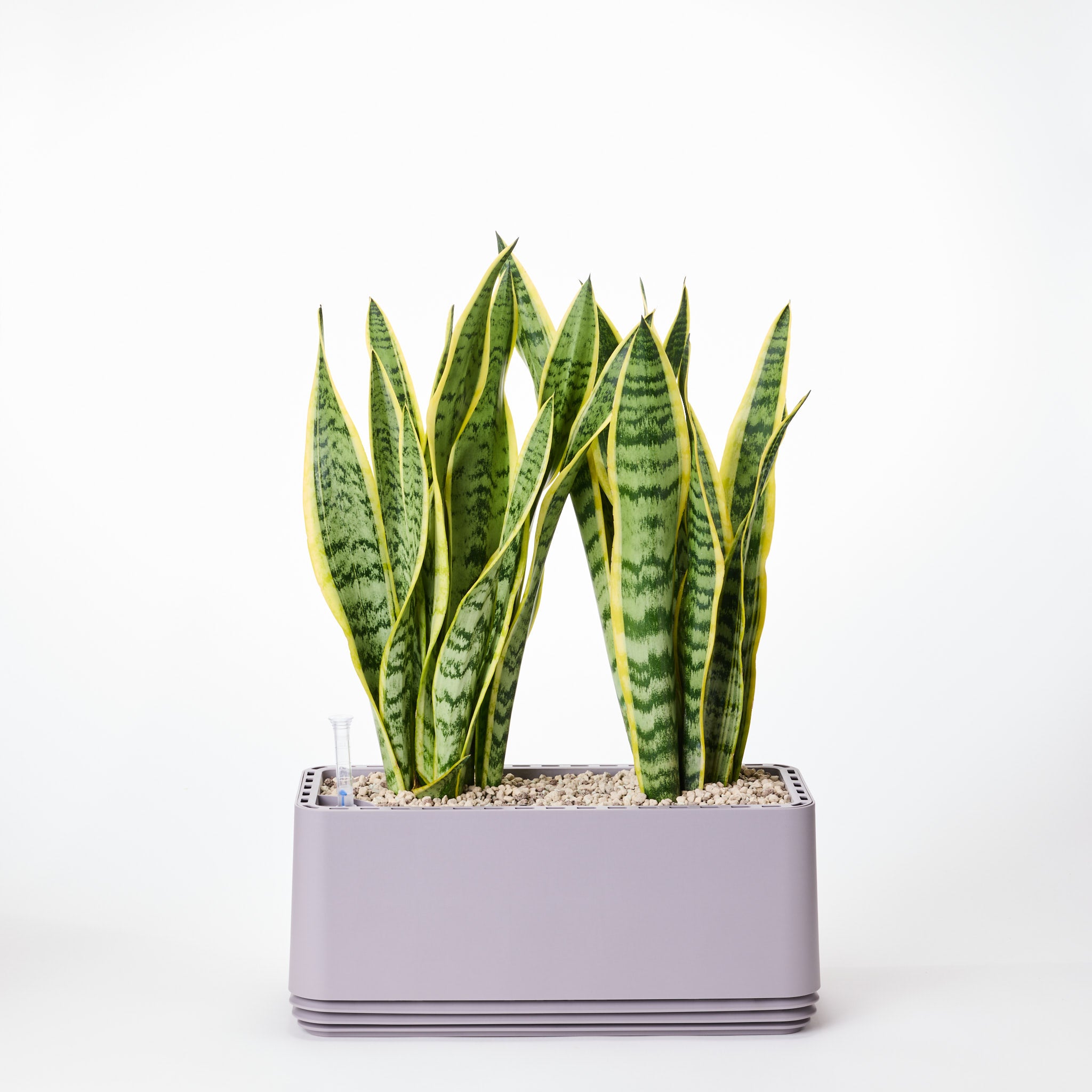 AIRY System L Bogenhanf (Sansevieria Laurentii)