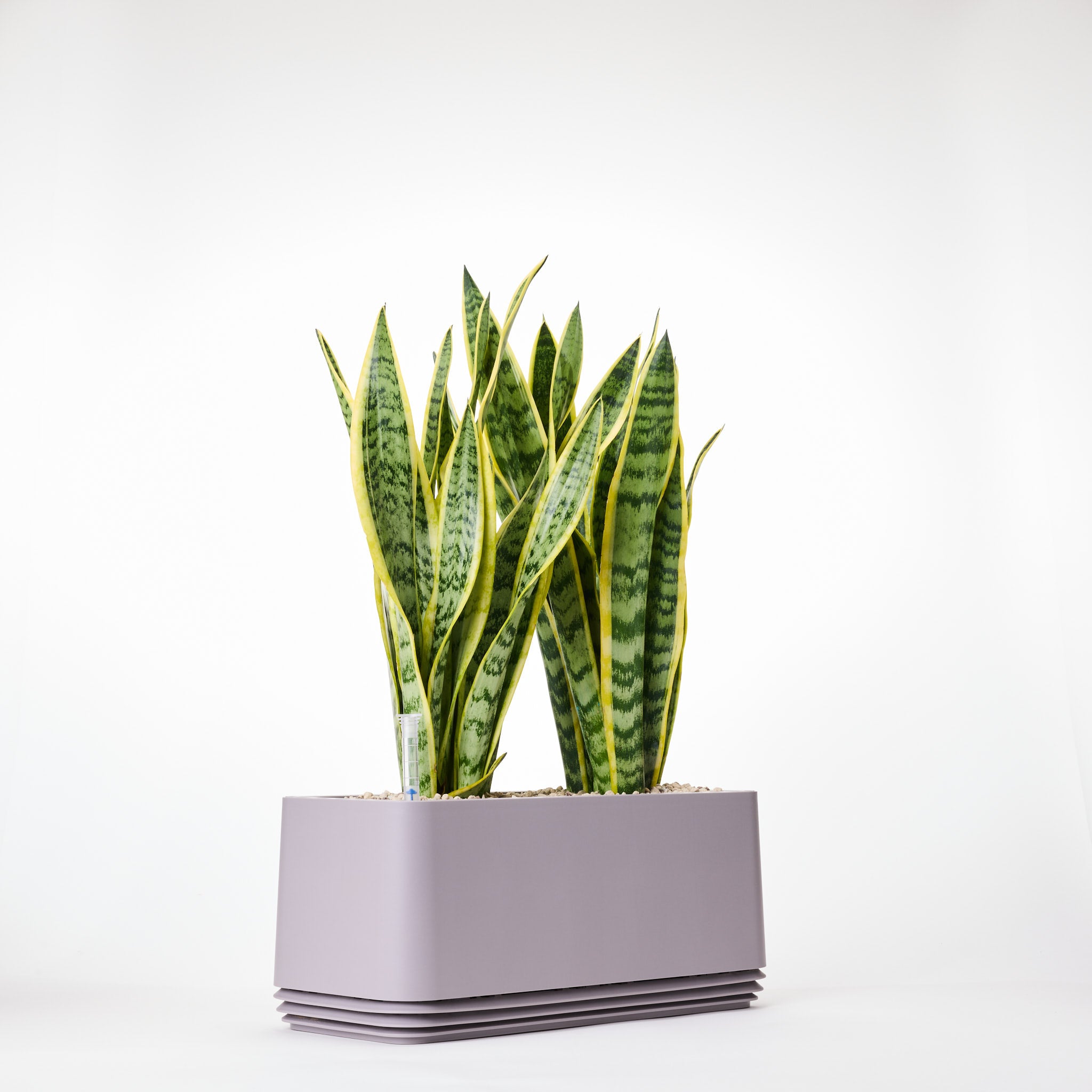 AIRY System L Bogenhanf (Sansevieria Laurentii)