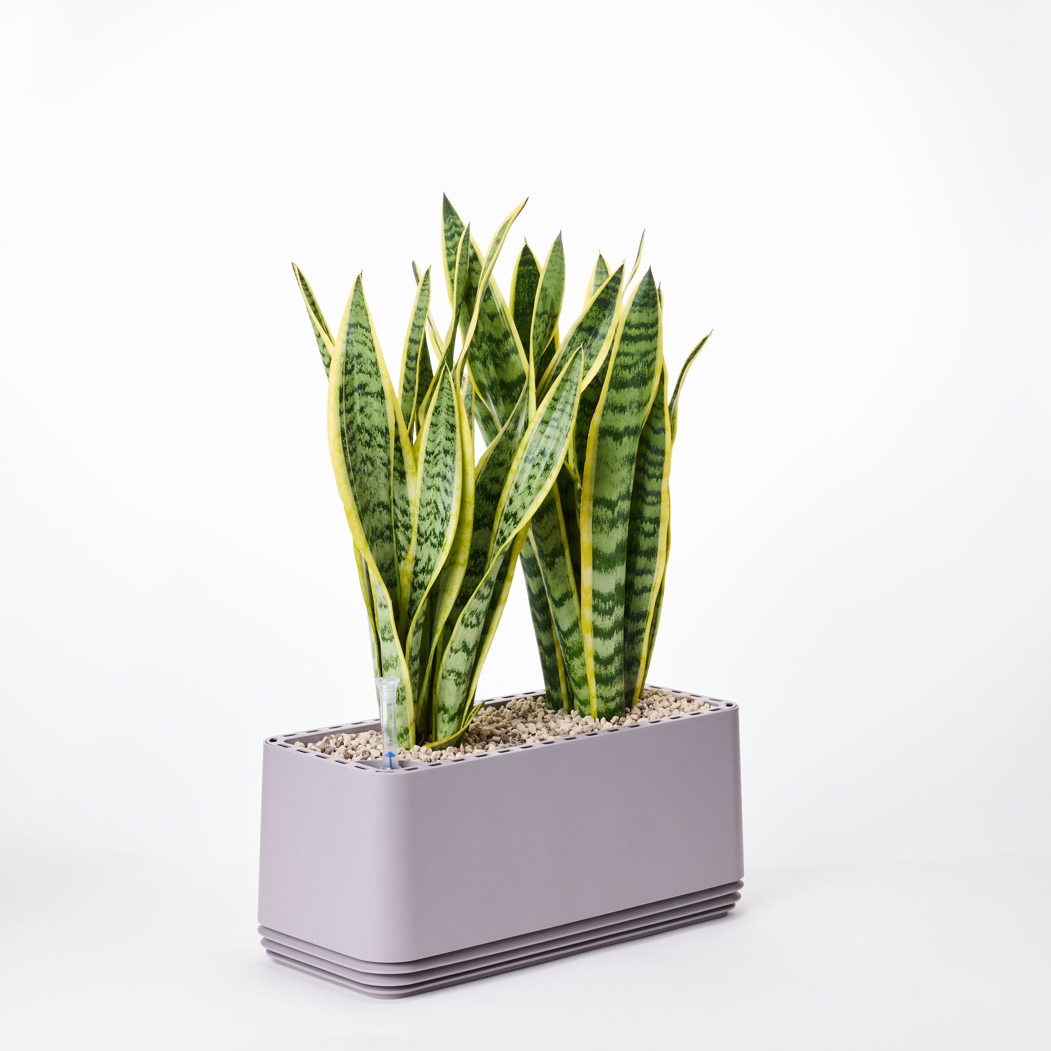 AIRY System L Bogenhanf (Sansevieria Laurentii)