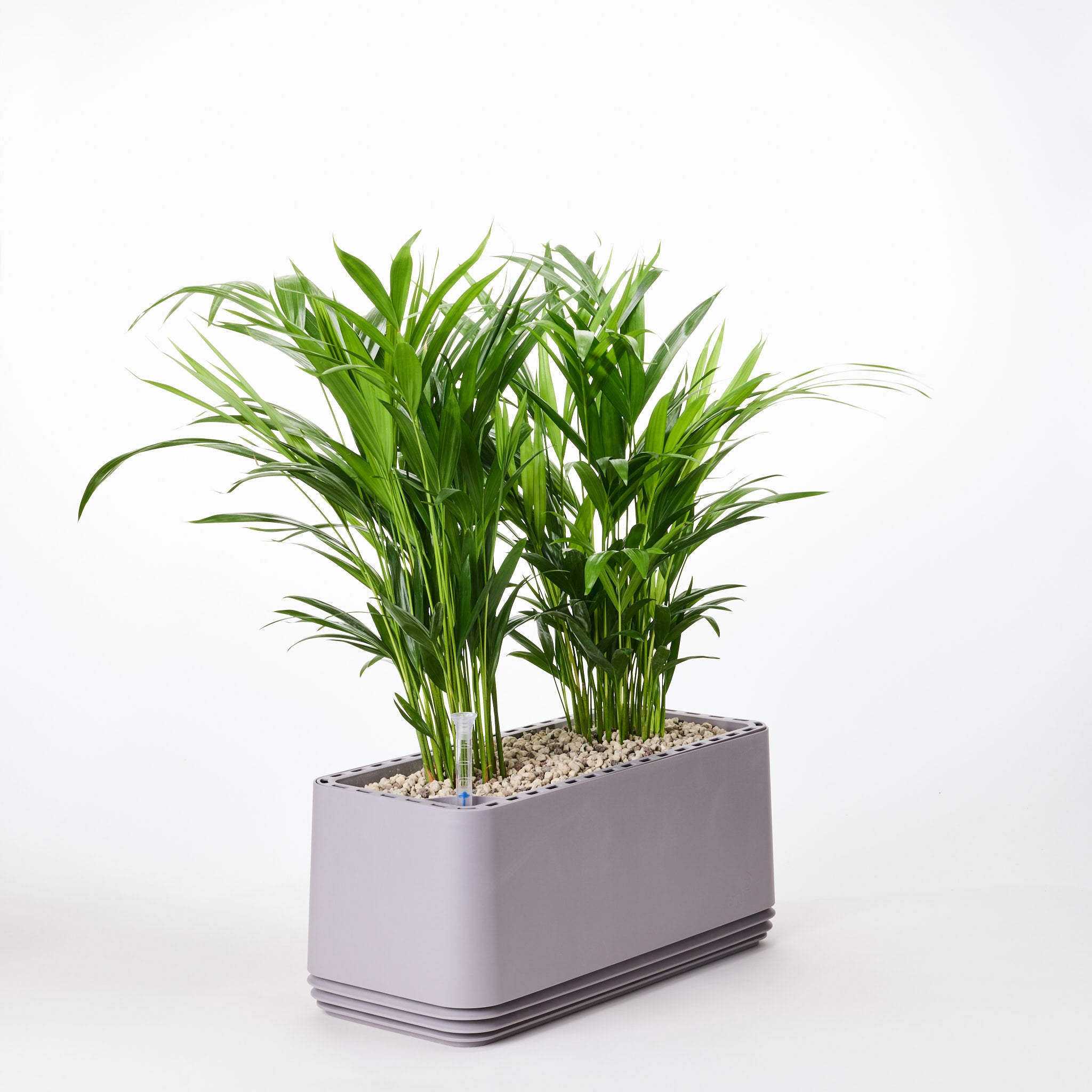 AIRY System L Goldfruchtpalme